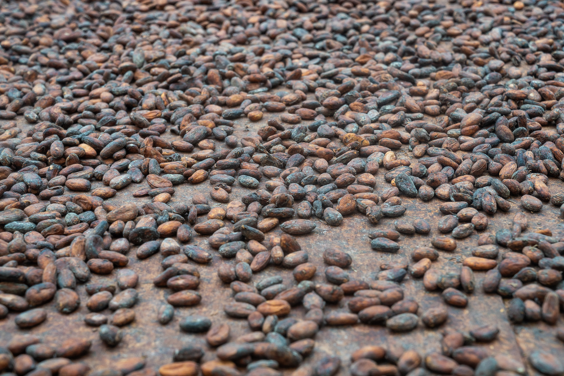 After fermentations, the beans are spread out on wooden tables to dry, before being roasted and cracked to remove the inner cacao nibs from the outer shell of the bean