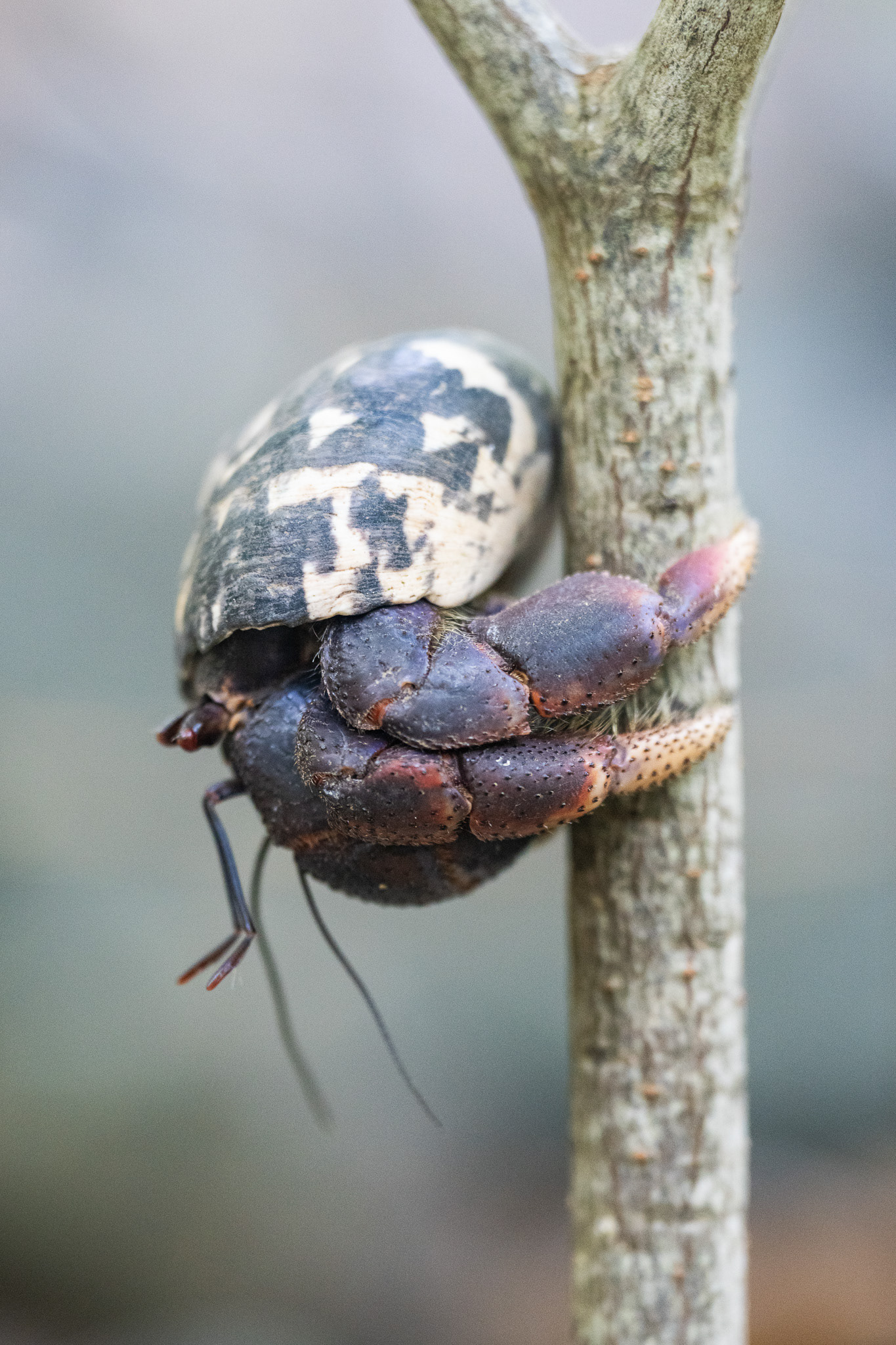 This hermit crab has a taste for heights as it climbs up this branch