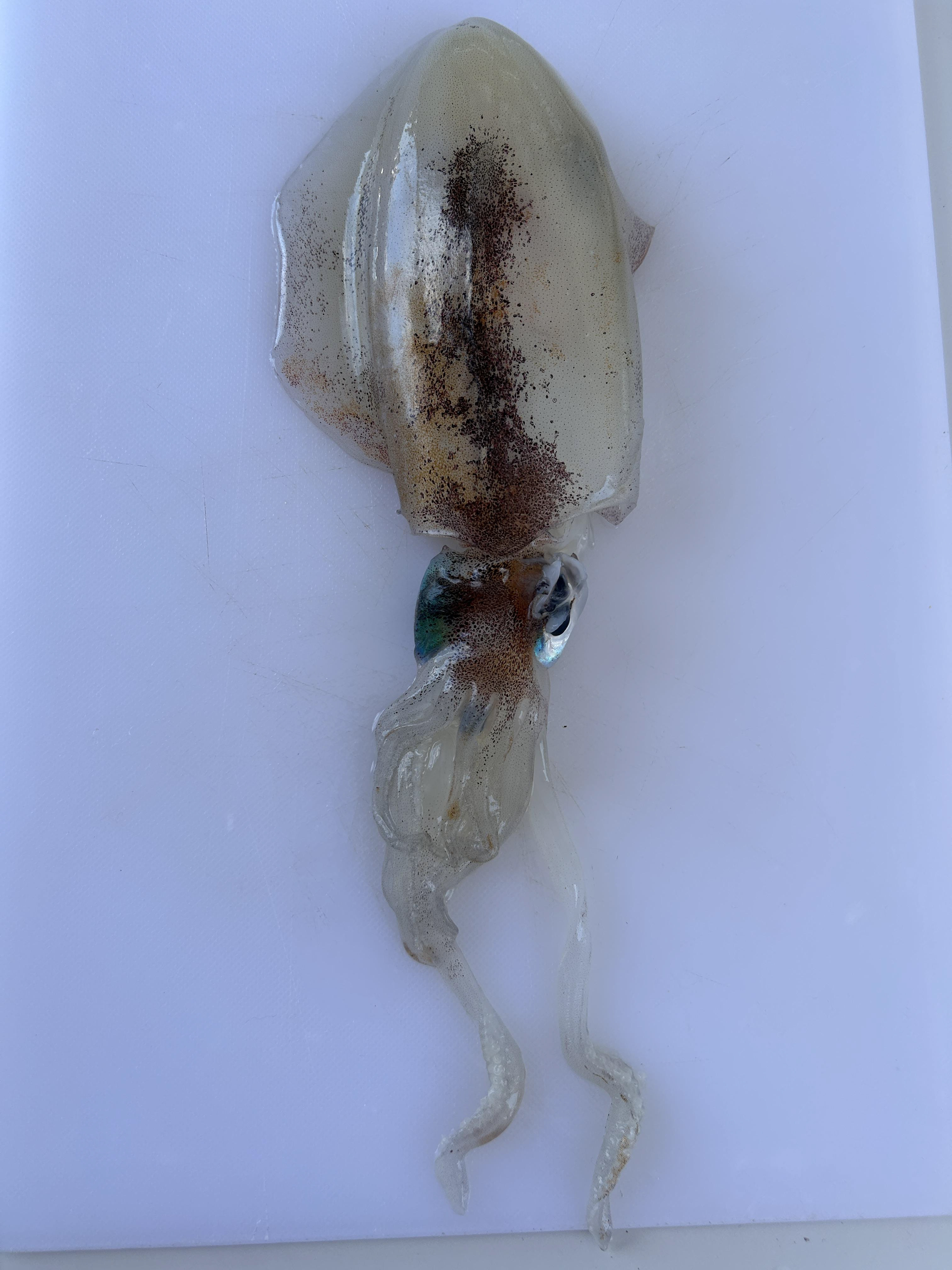 My first cephalopod, here a cuttlefish, quickly became lunch after a morning of spearfishing