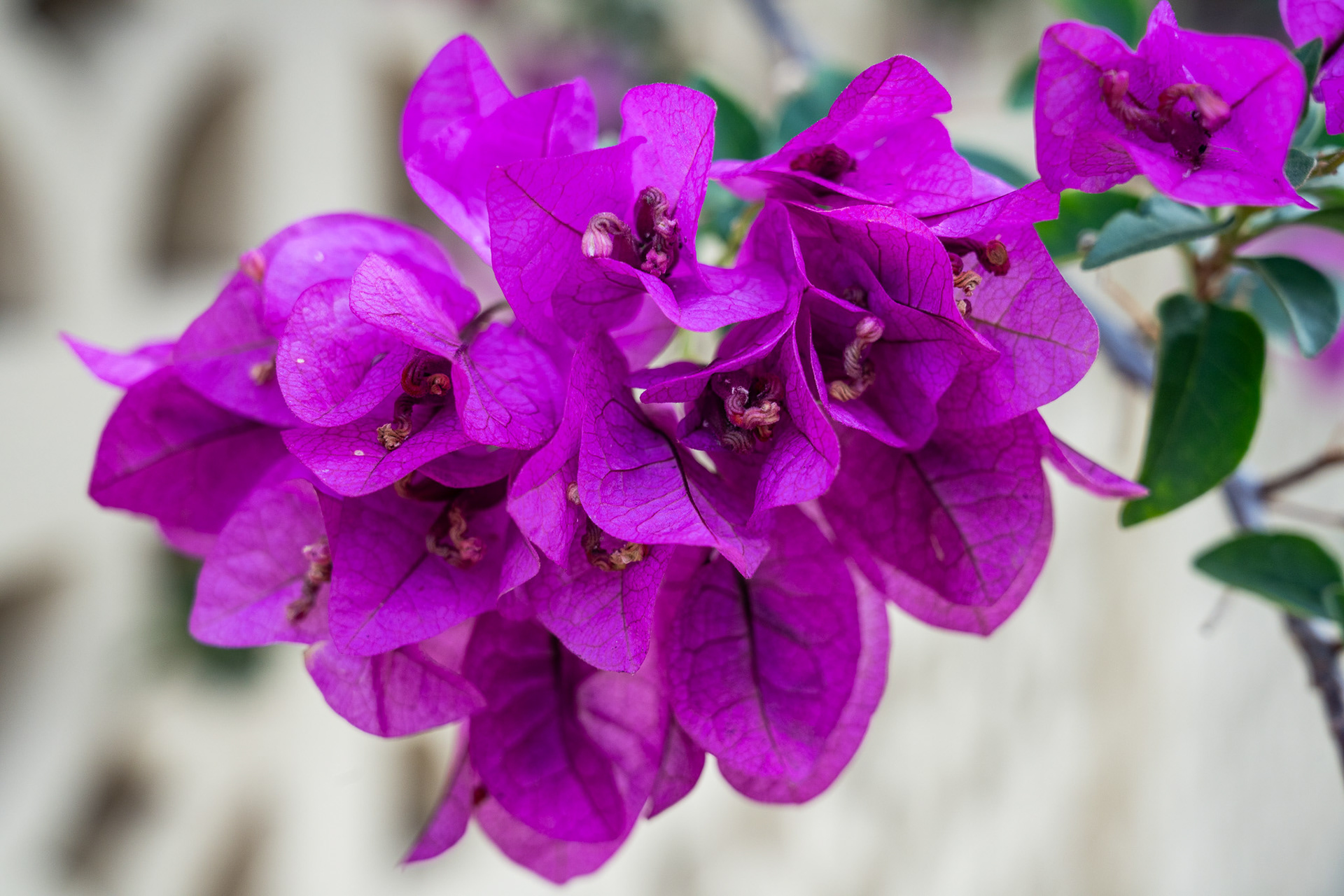 Pretty flowers along my walk