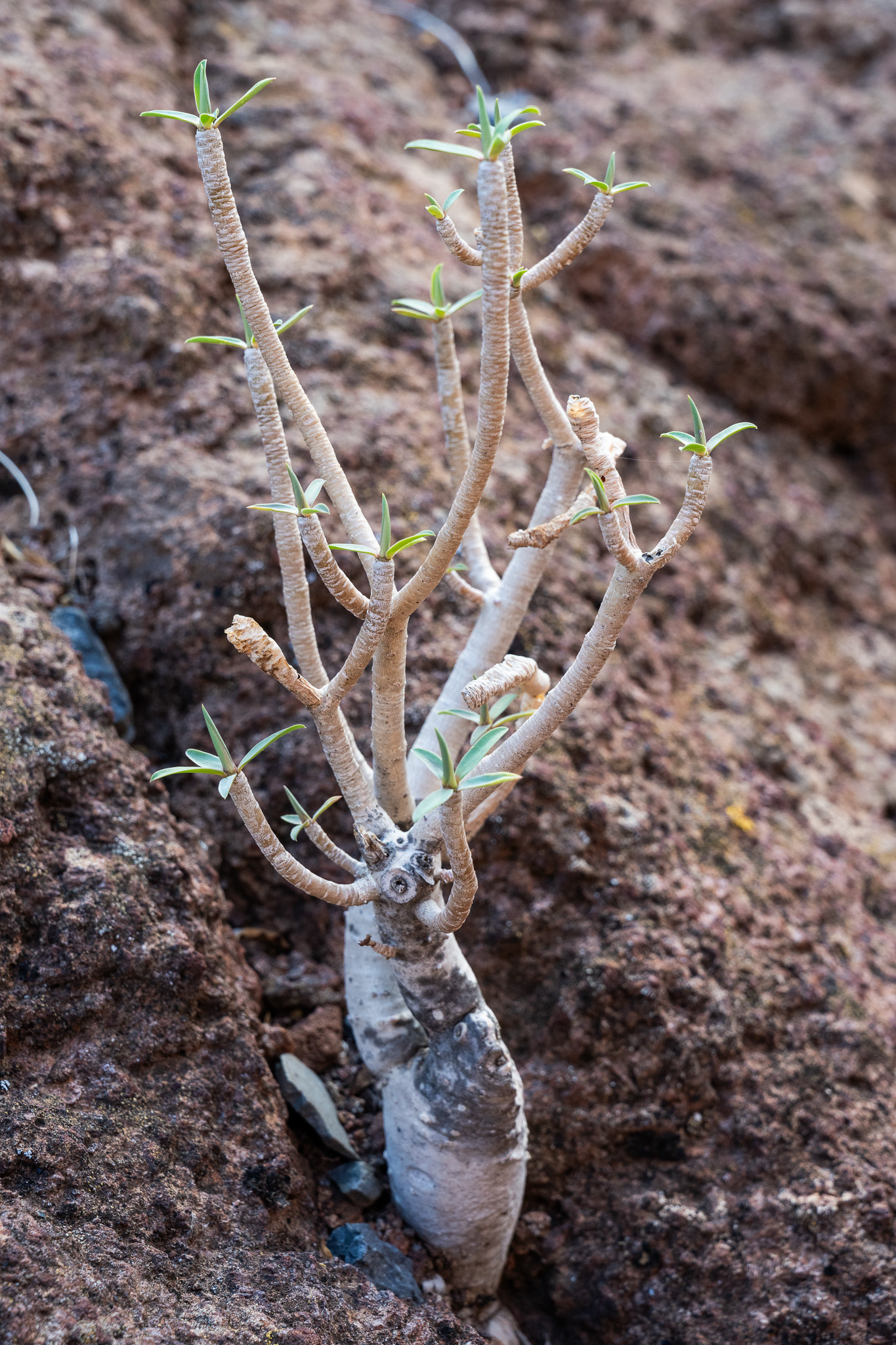 A tubular plant forces itself out of the dry, cracked earth