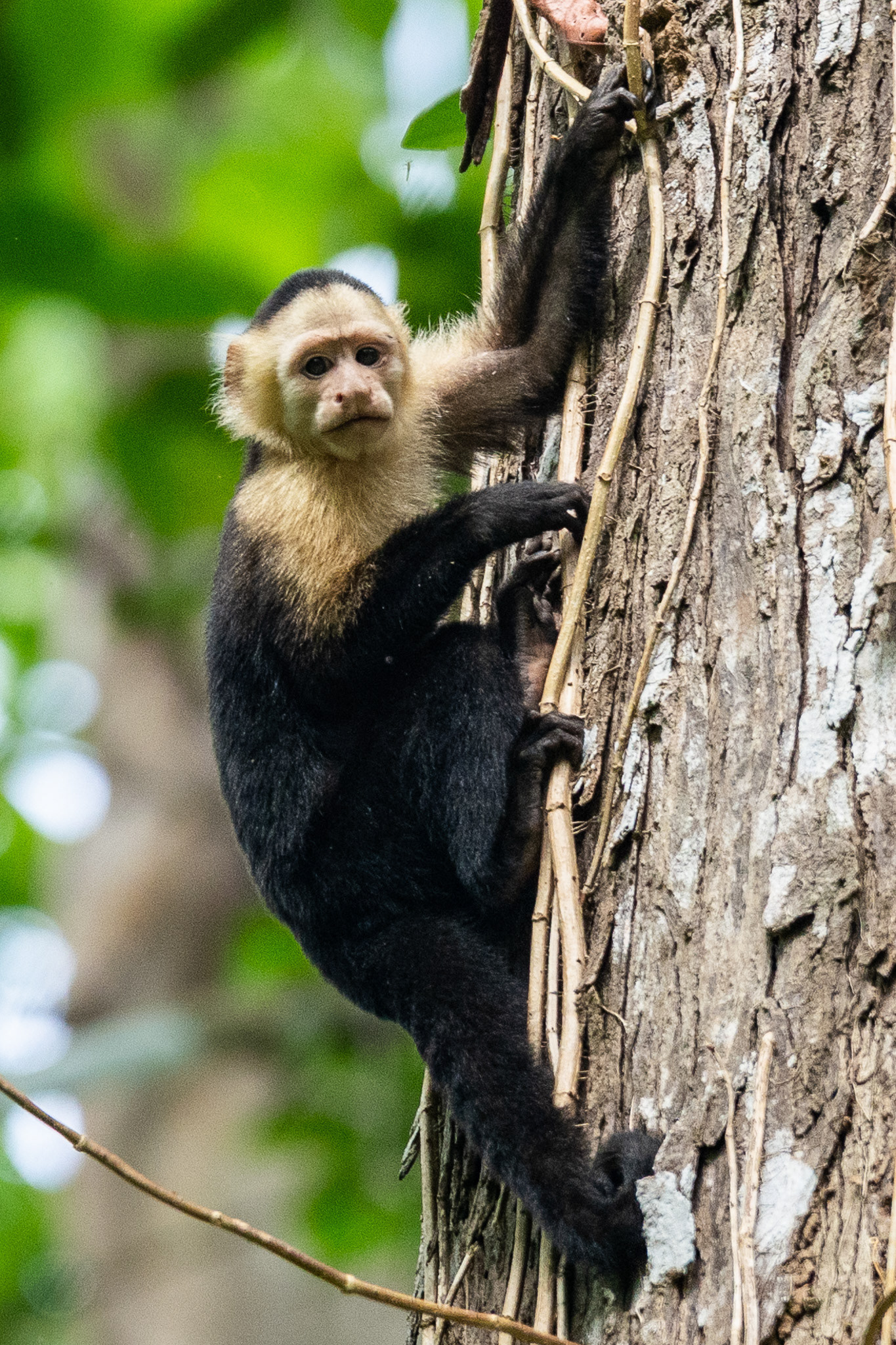 A Colombian white-faced Capuchin monkey pauses as it ascends a tree