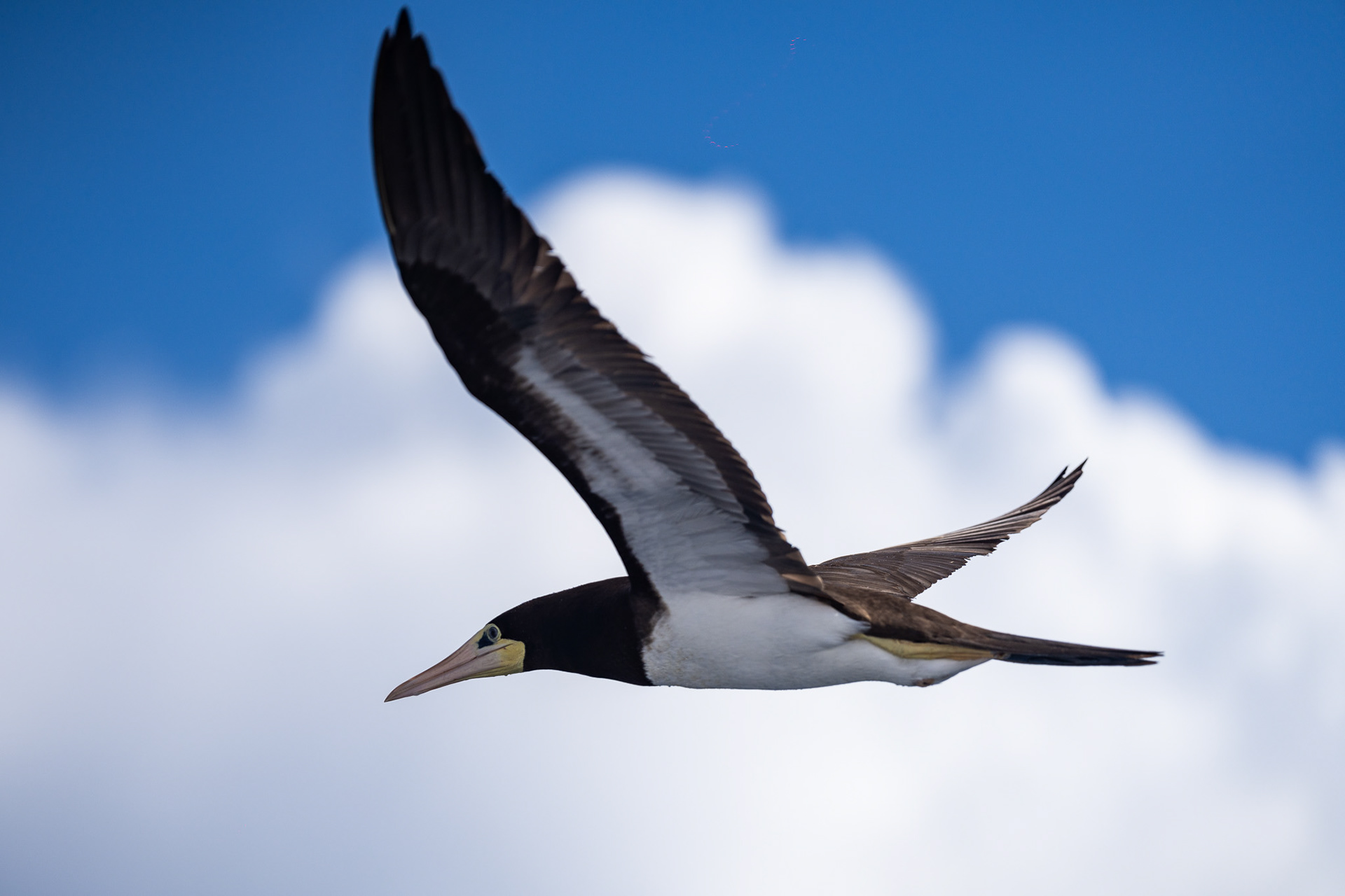 A boobie joins us on our leg from St. Lucia to Martinique