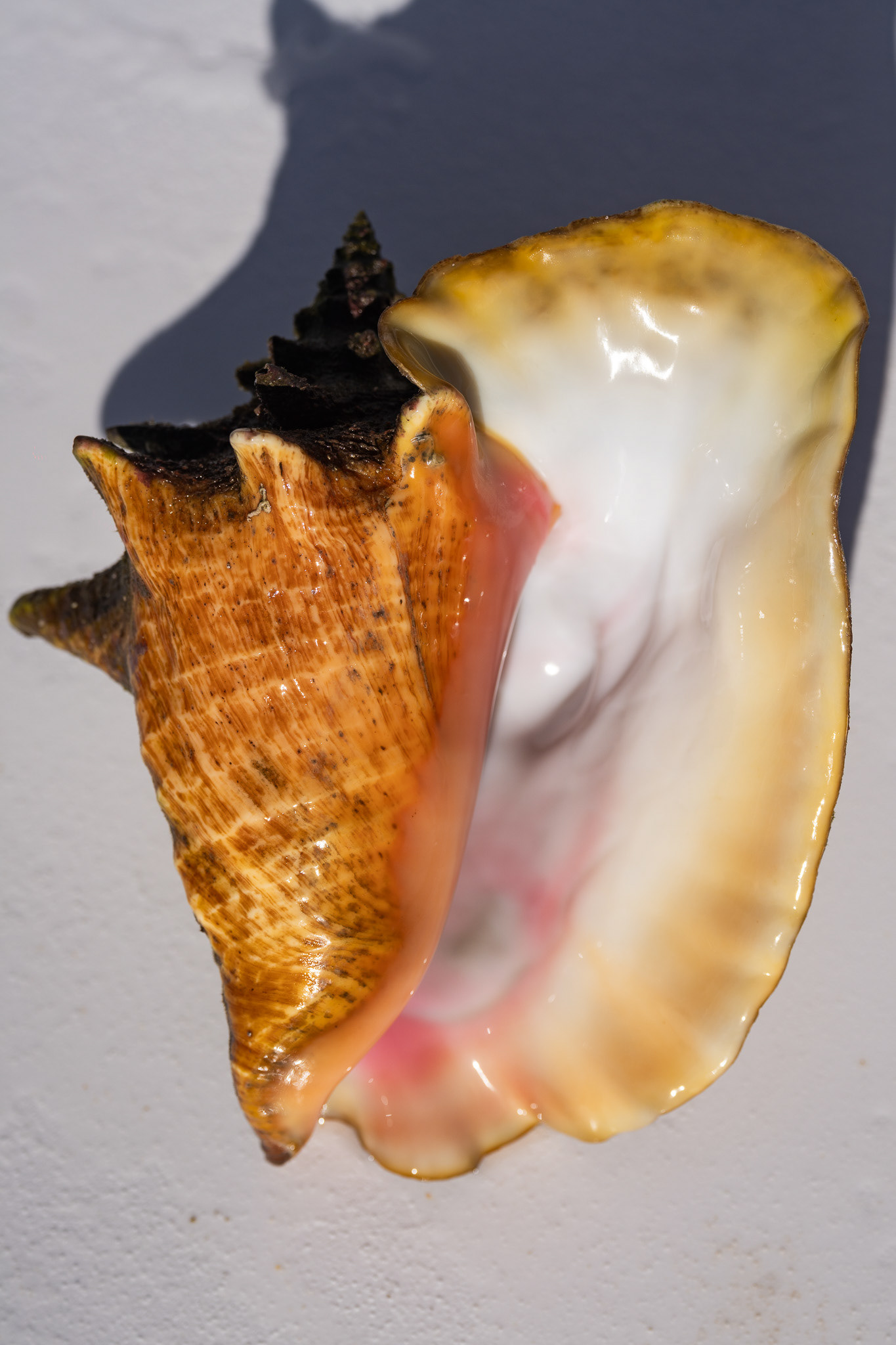 The biggest conch I've ever seen, diving in about 40 feet of water. This one was lucky that harvest is only open to professional divers