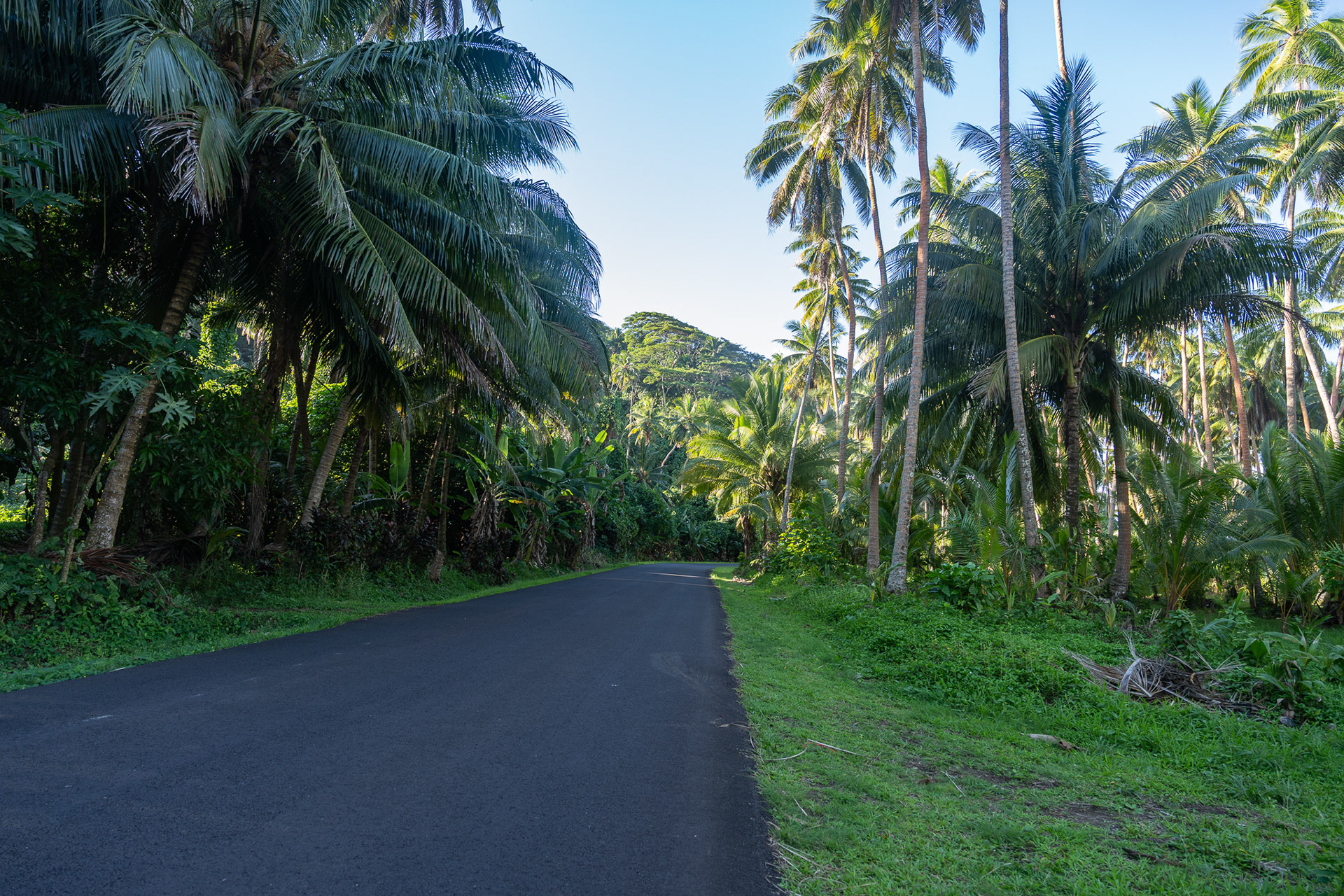 Palm trees line the road that wraps around the island