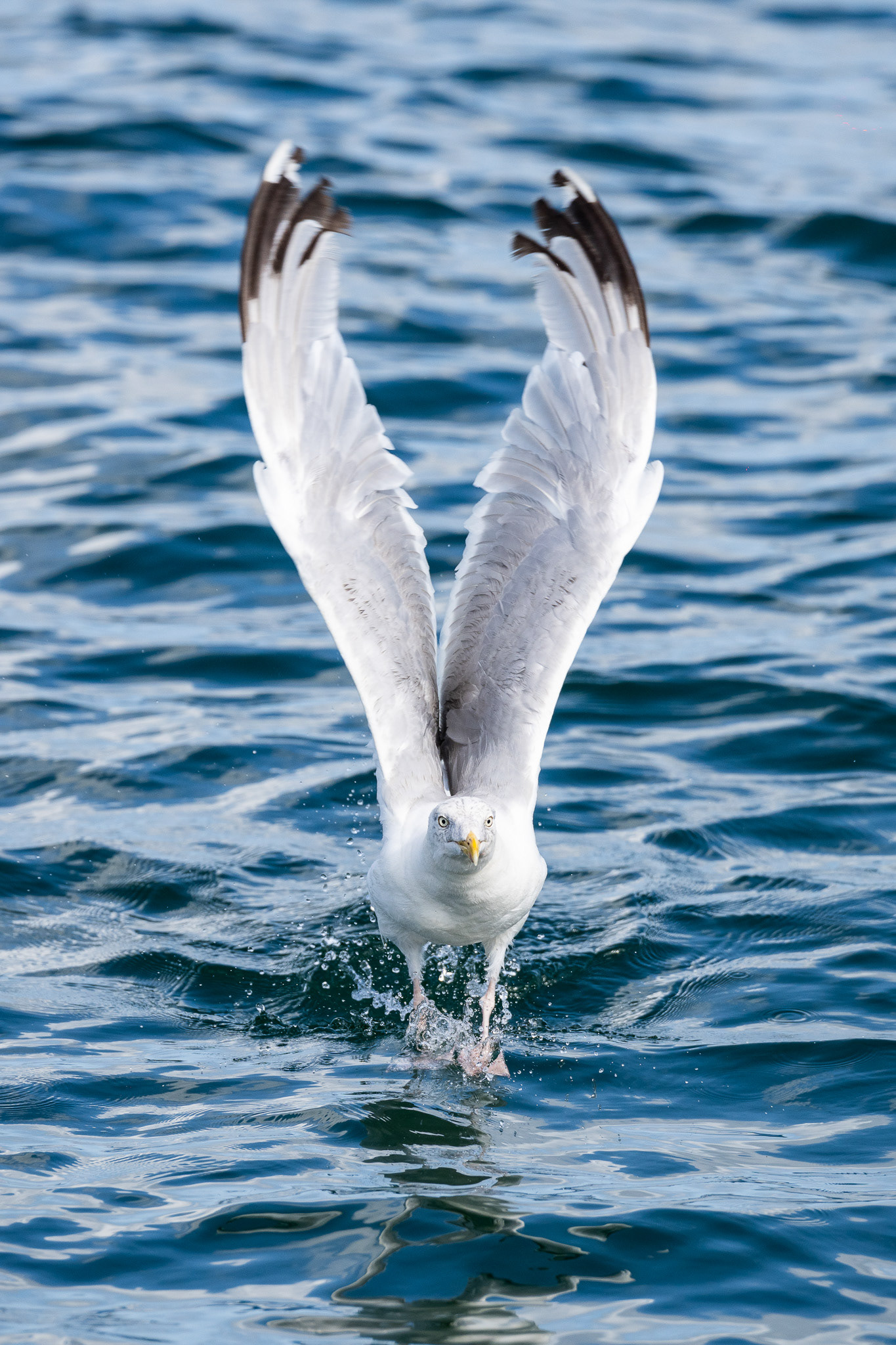A seagull takes off in hopes of a bite of food off the boat