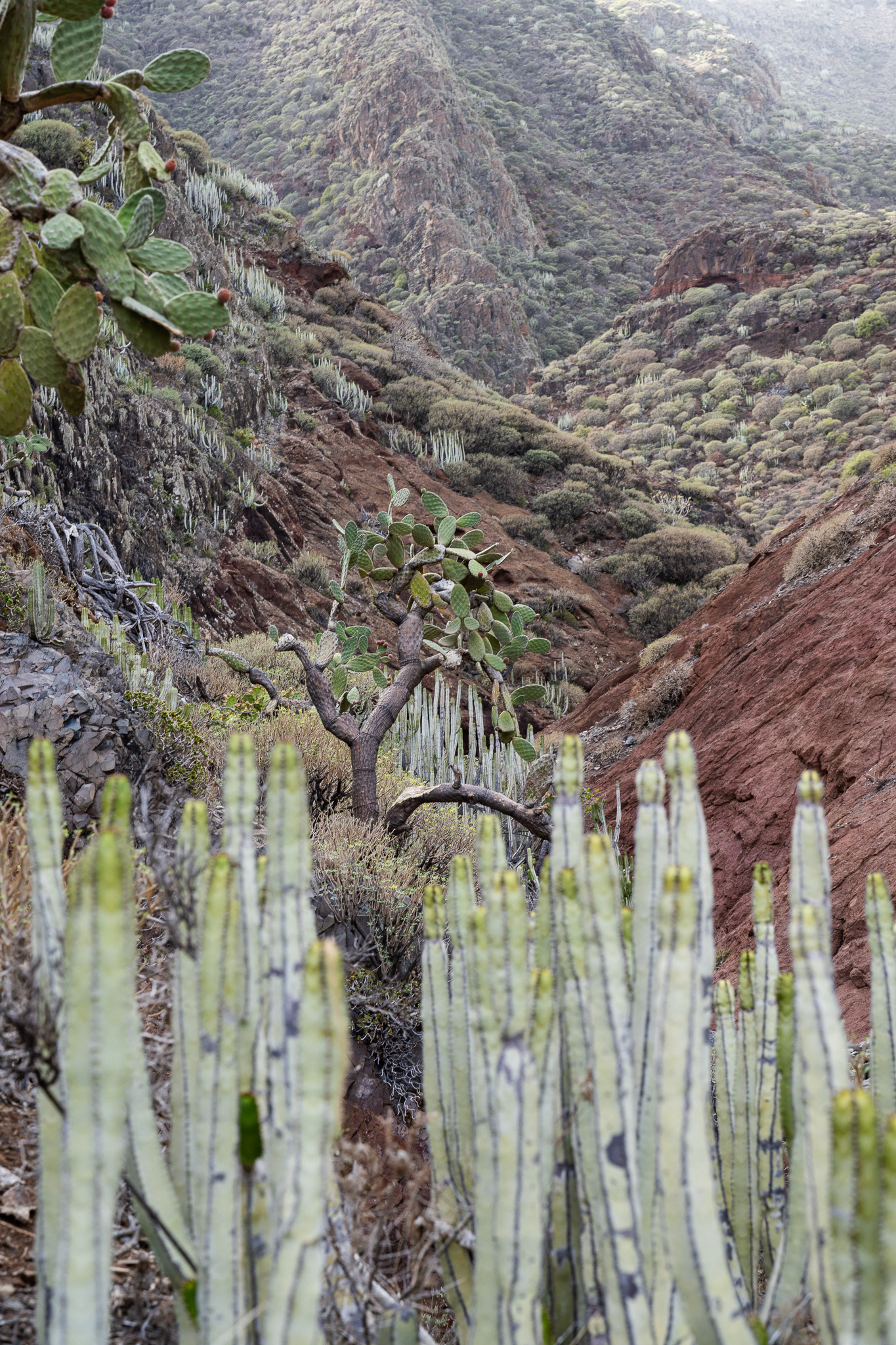 Tenerife is home to many plants, including many cacti
