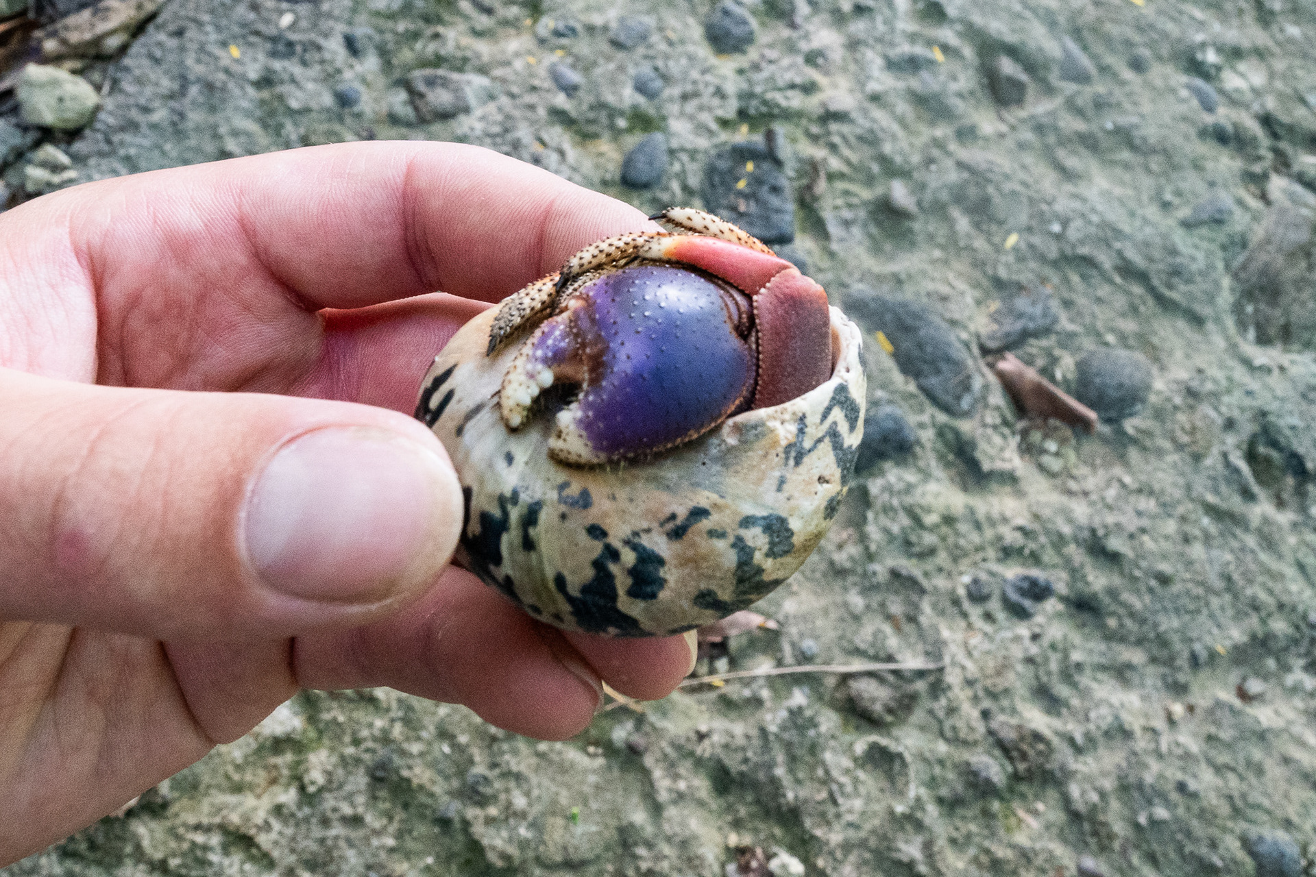 Not only inhabited by goats, but dozens of hermit crabs as well