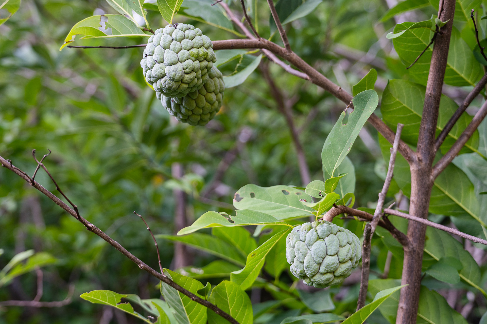 Custard apples cover most of Eiao’s surface