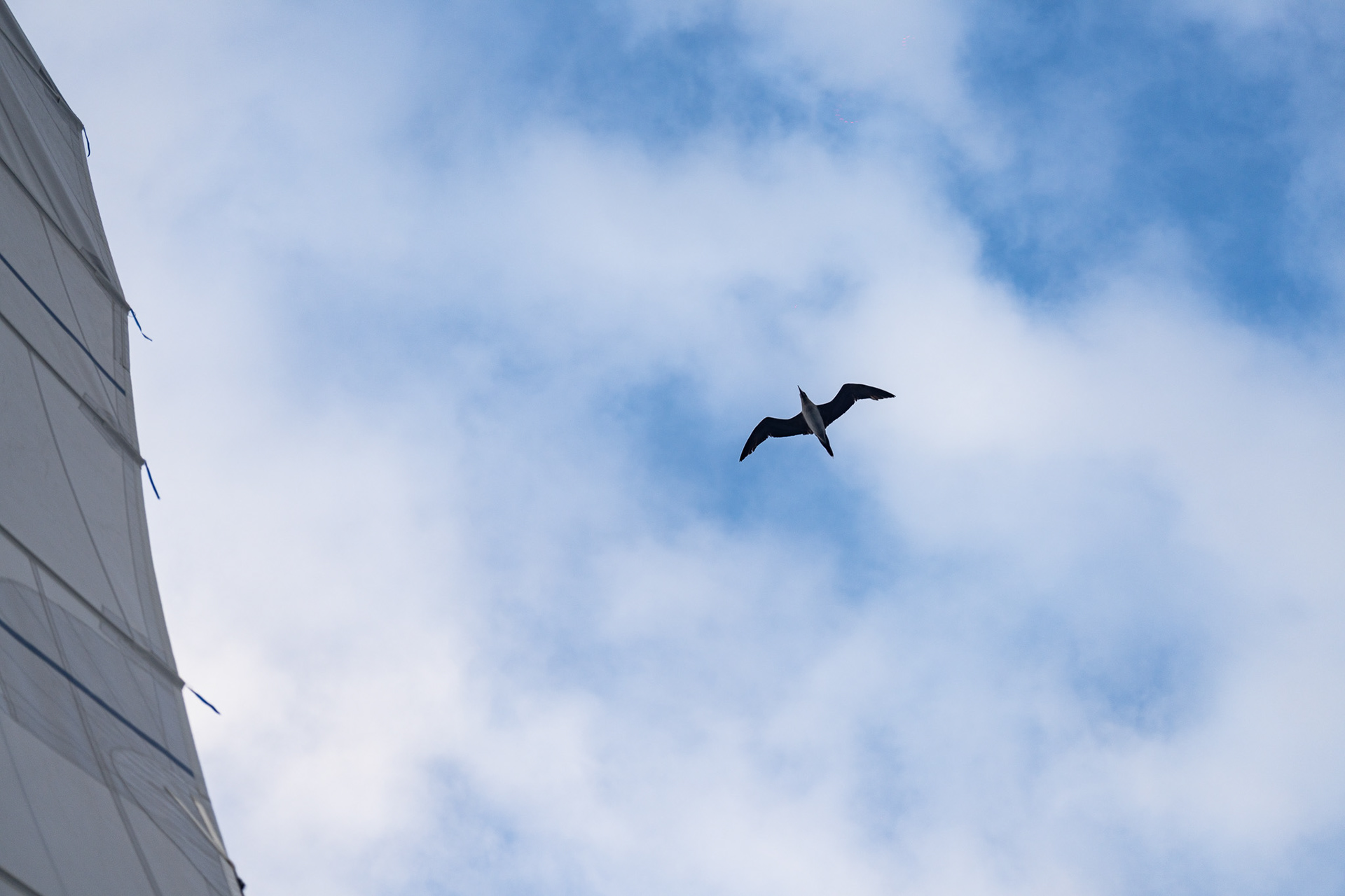 A booby keeps us company for a brief moment