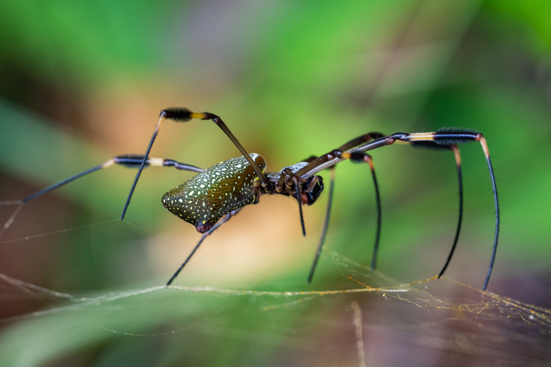 This golden silk orb-weaver, big as my hand, sits on its yellow web