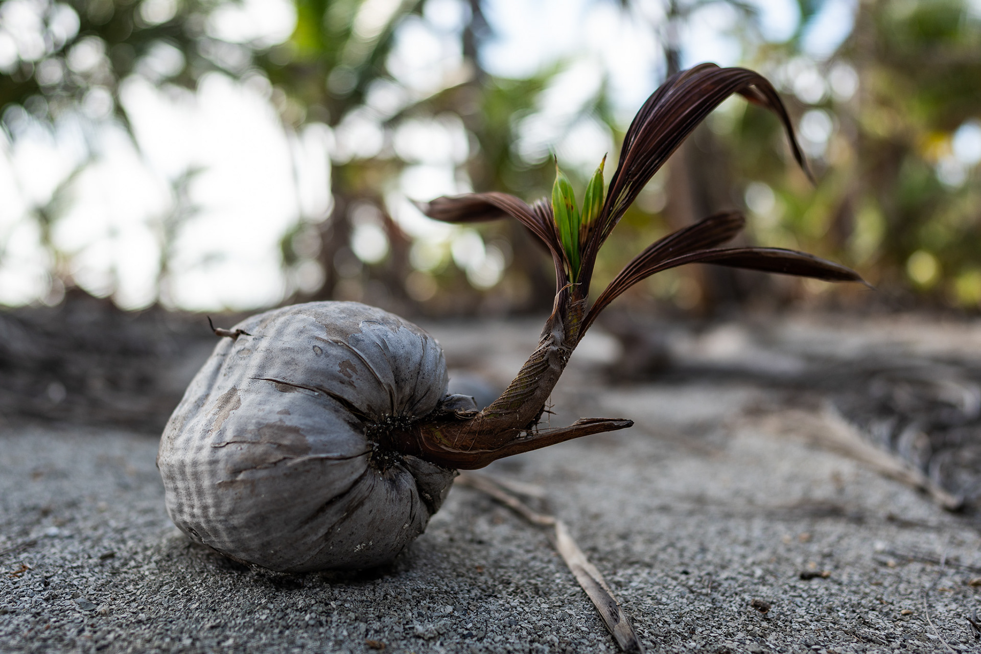 Self-sufficient, a coconut sprout grows out of the shell