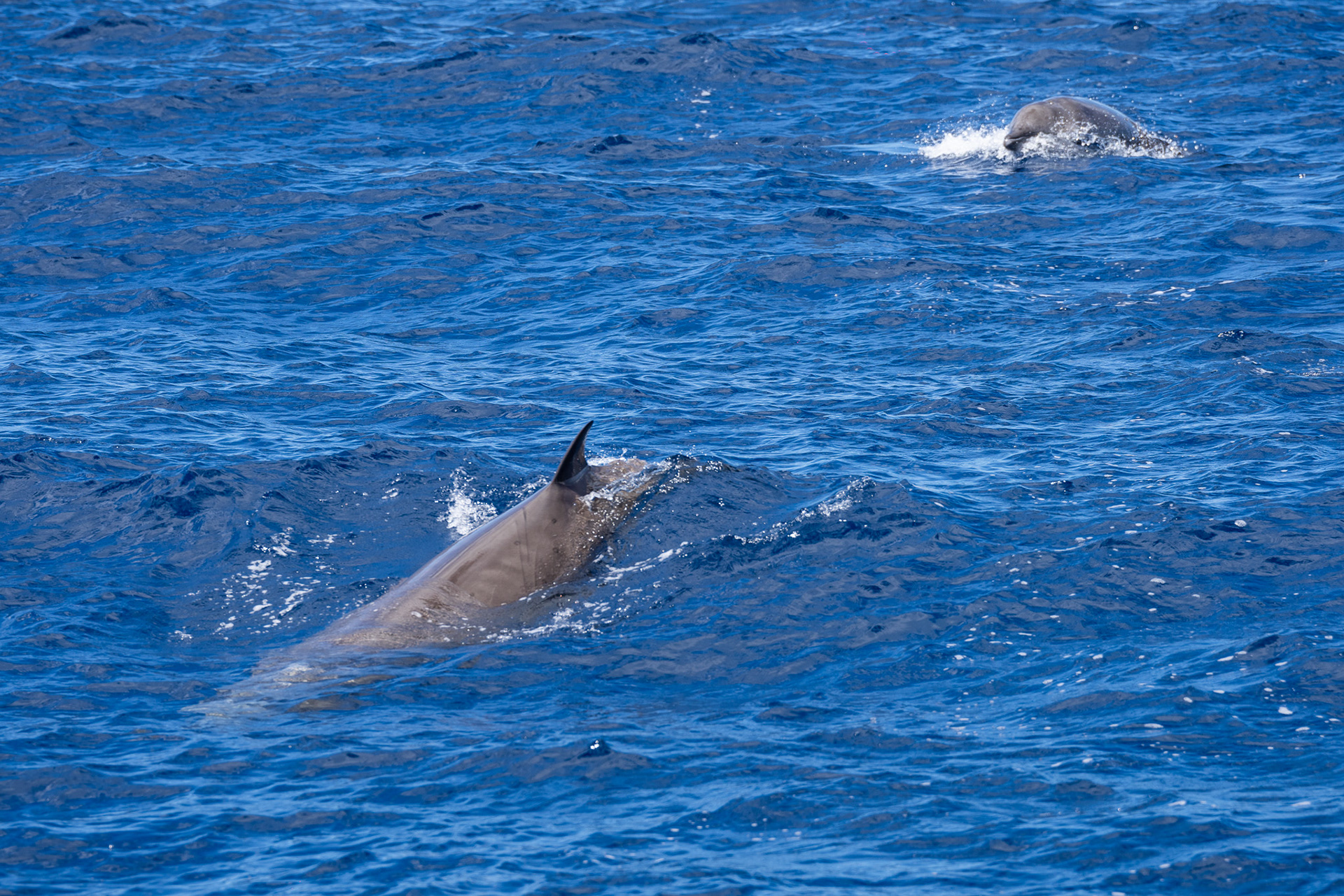 A pod of True's beaked whale came to visit us