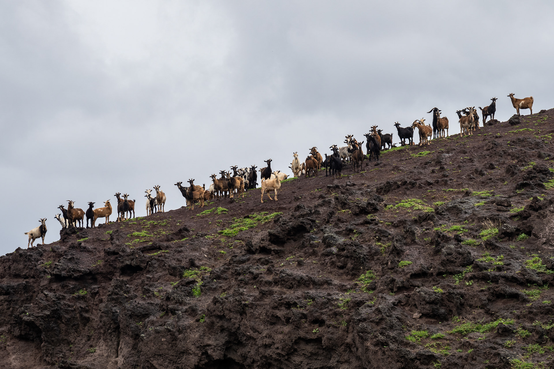 A herd of goats curiously keep an eye on me as I hike up the cliff