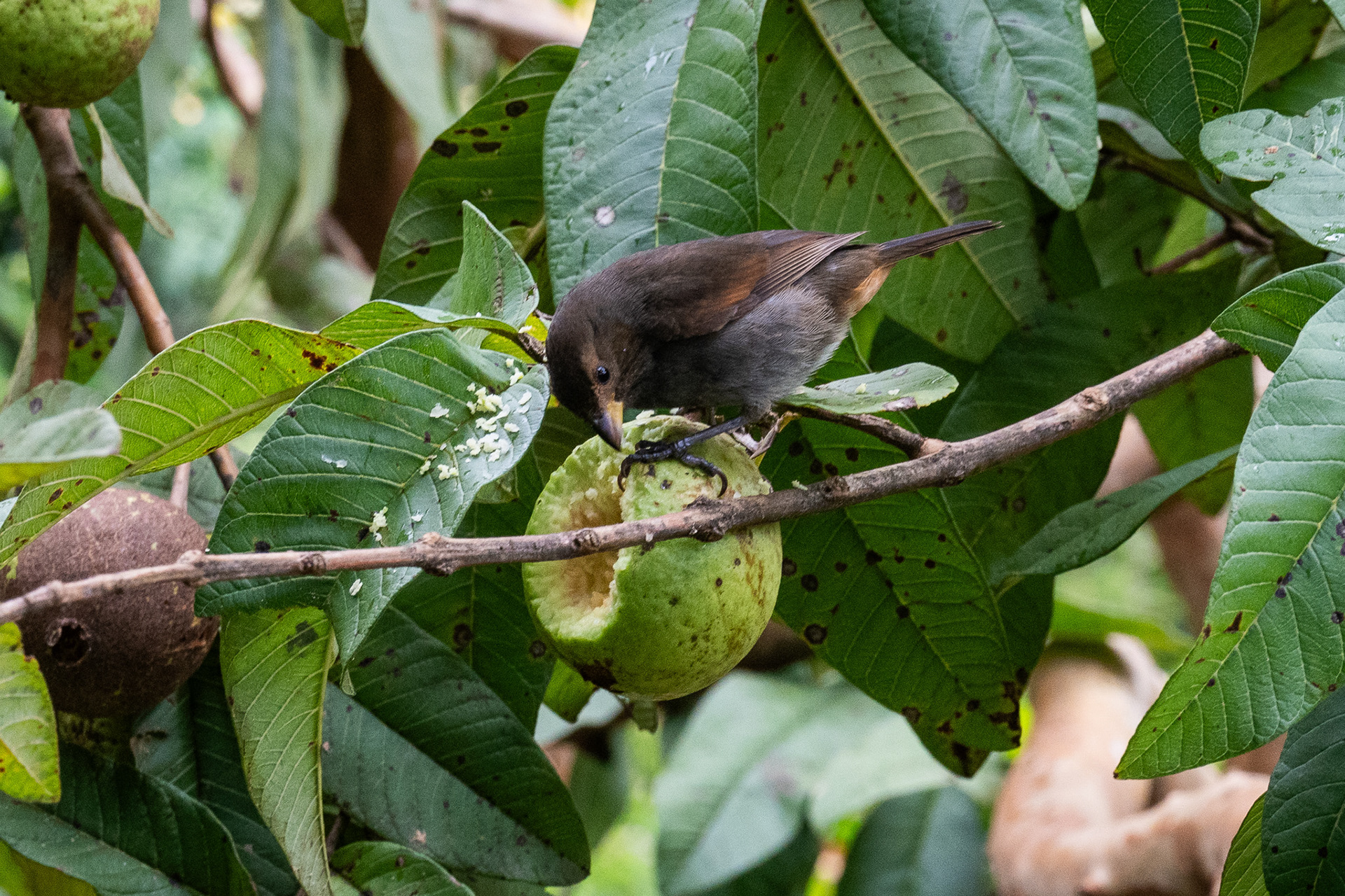 A Lesser Antillean Bullfinch, native to the island, eats a guava
