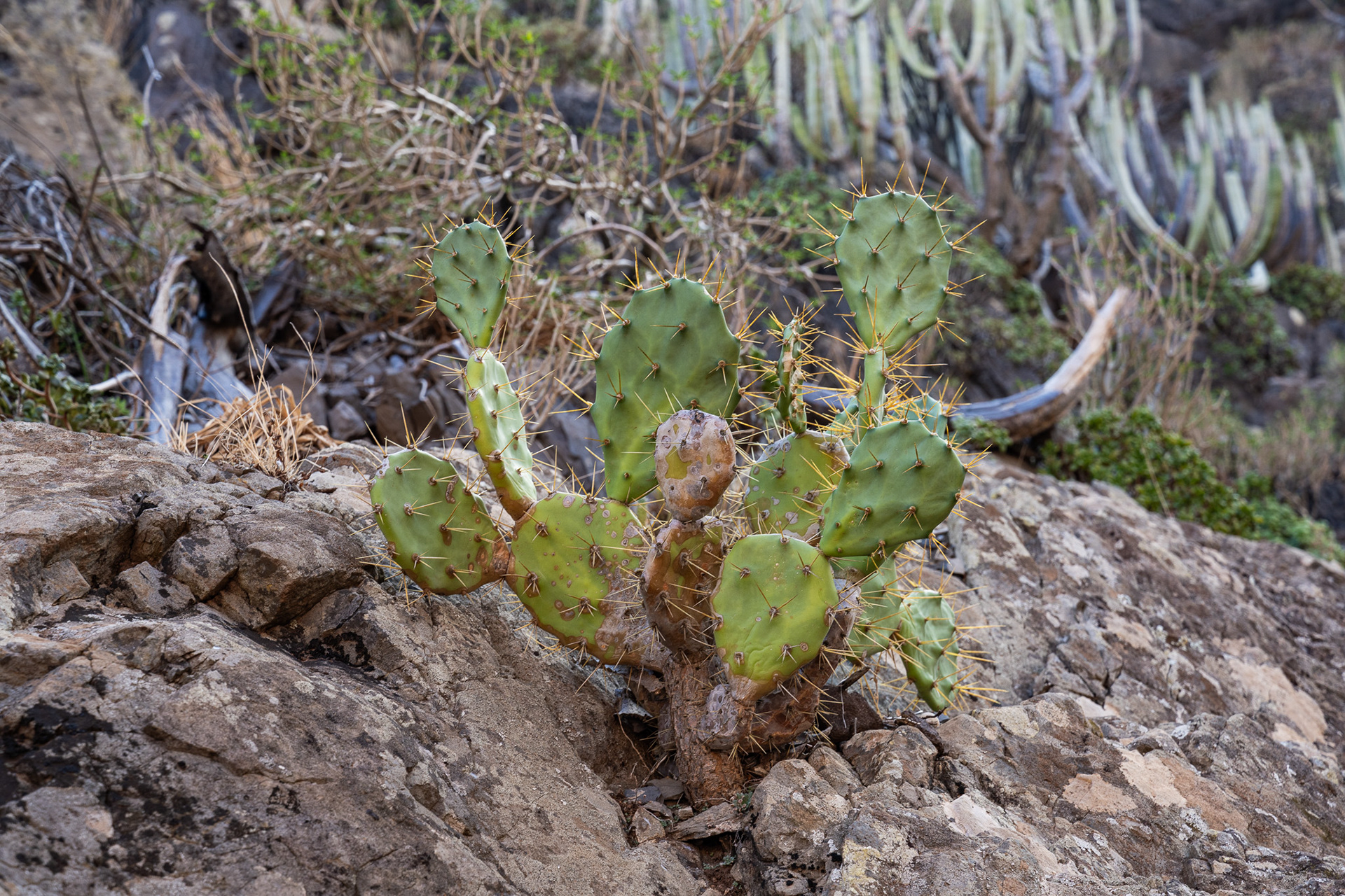 A species of prickly pear cactus. Some other plants had dark red fruit