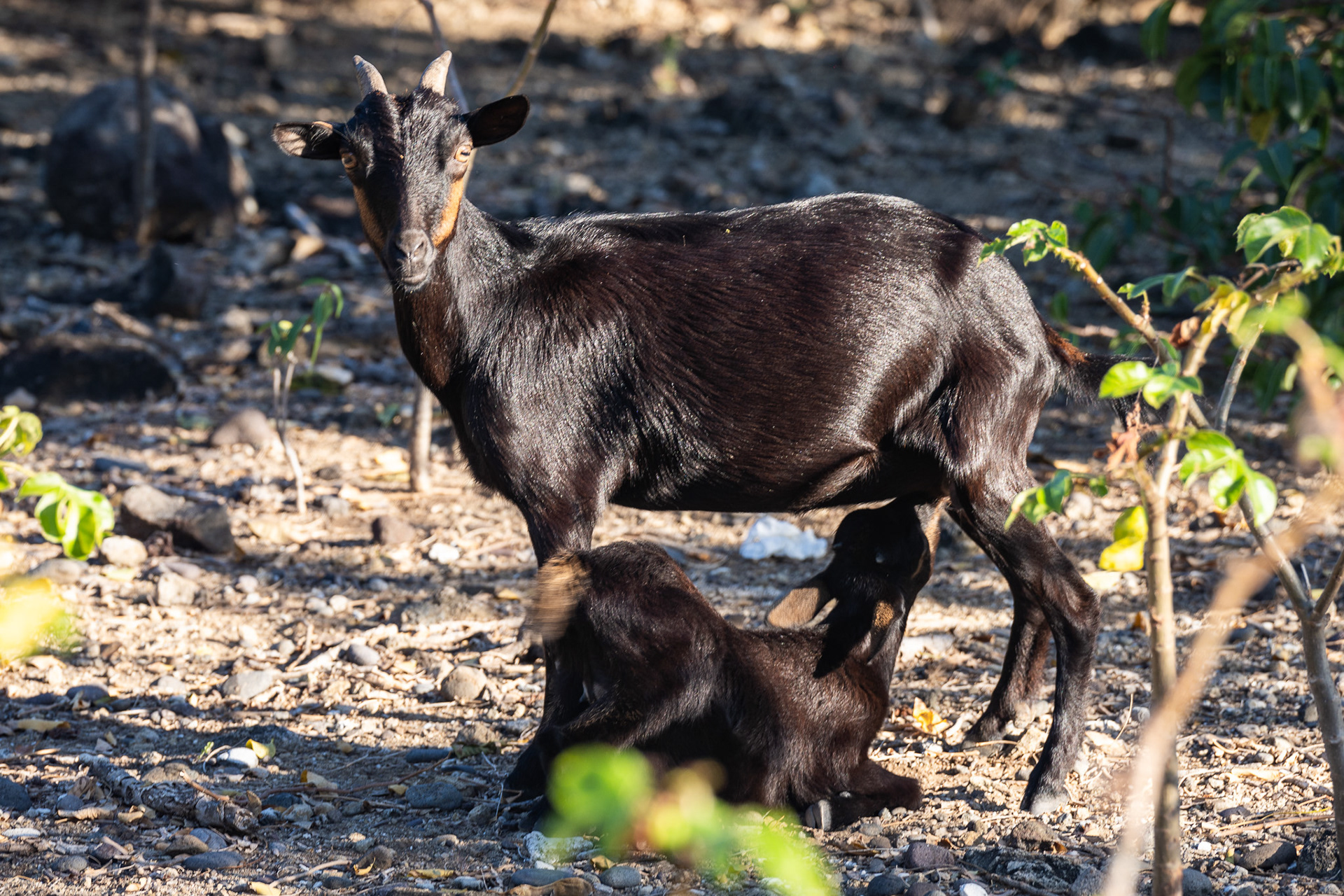 A mother goat feeding her kid on Islet a Cabrit