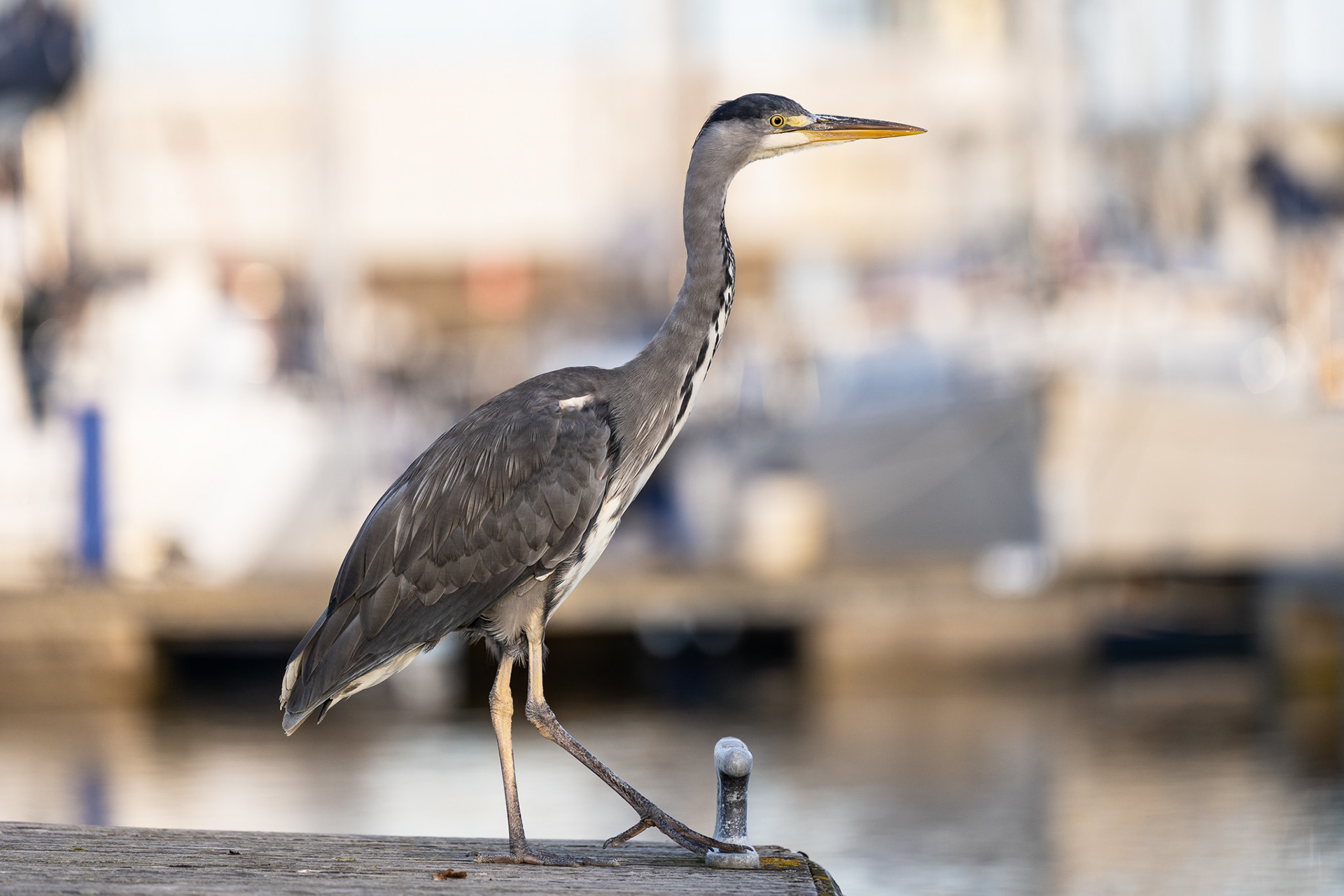 A friend hangs out just down the dock from where Stardust is tied up