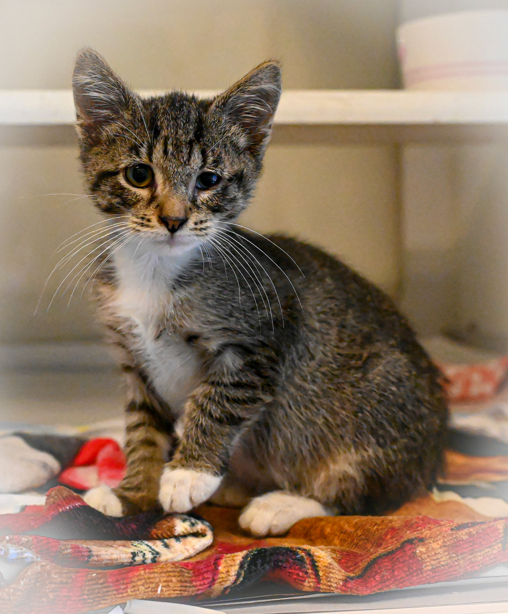 Taking pictures at the pet shelter to help the cats find a home.