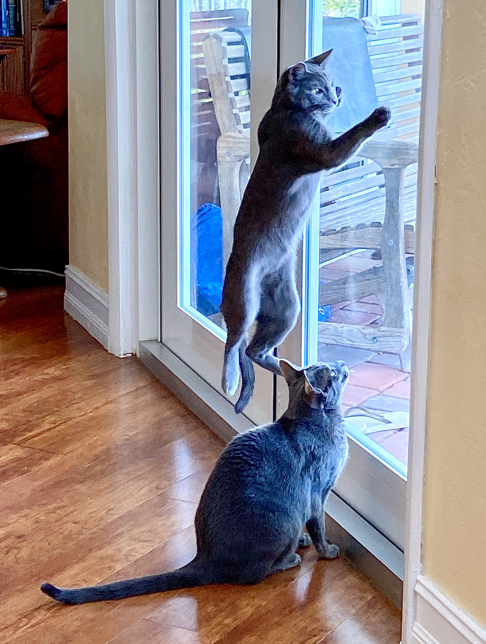 Huckleberry levitating while Blueberry incredulously looks on.