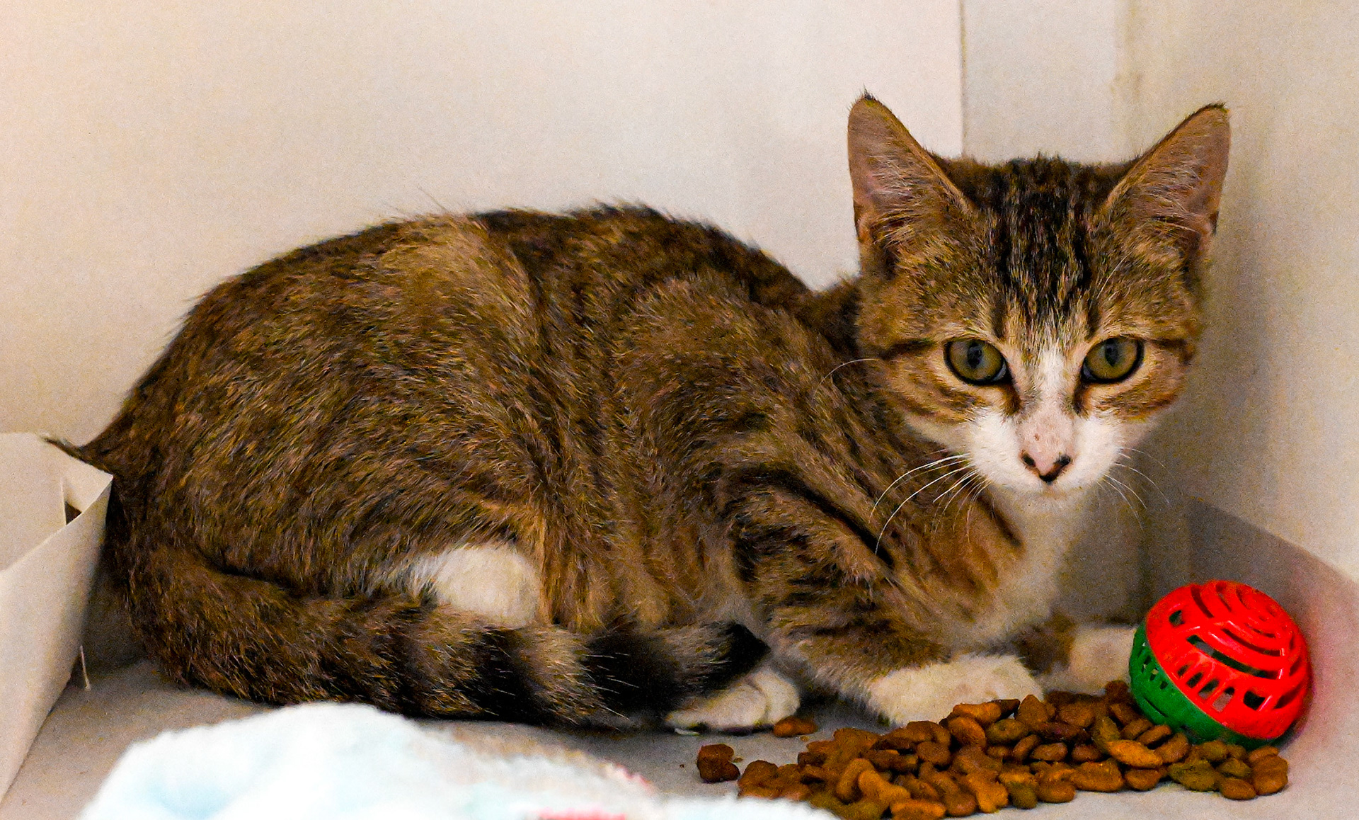 Taking pictures at the pet shelter to help the cats find a home.