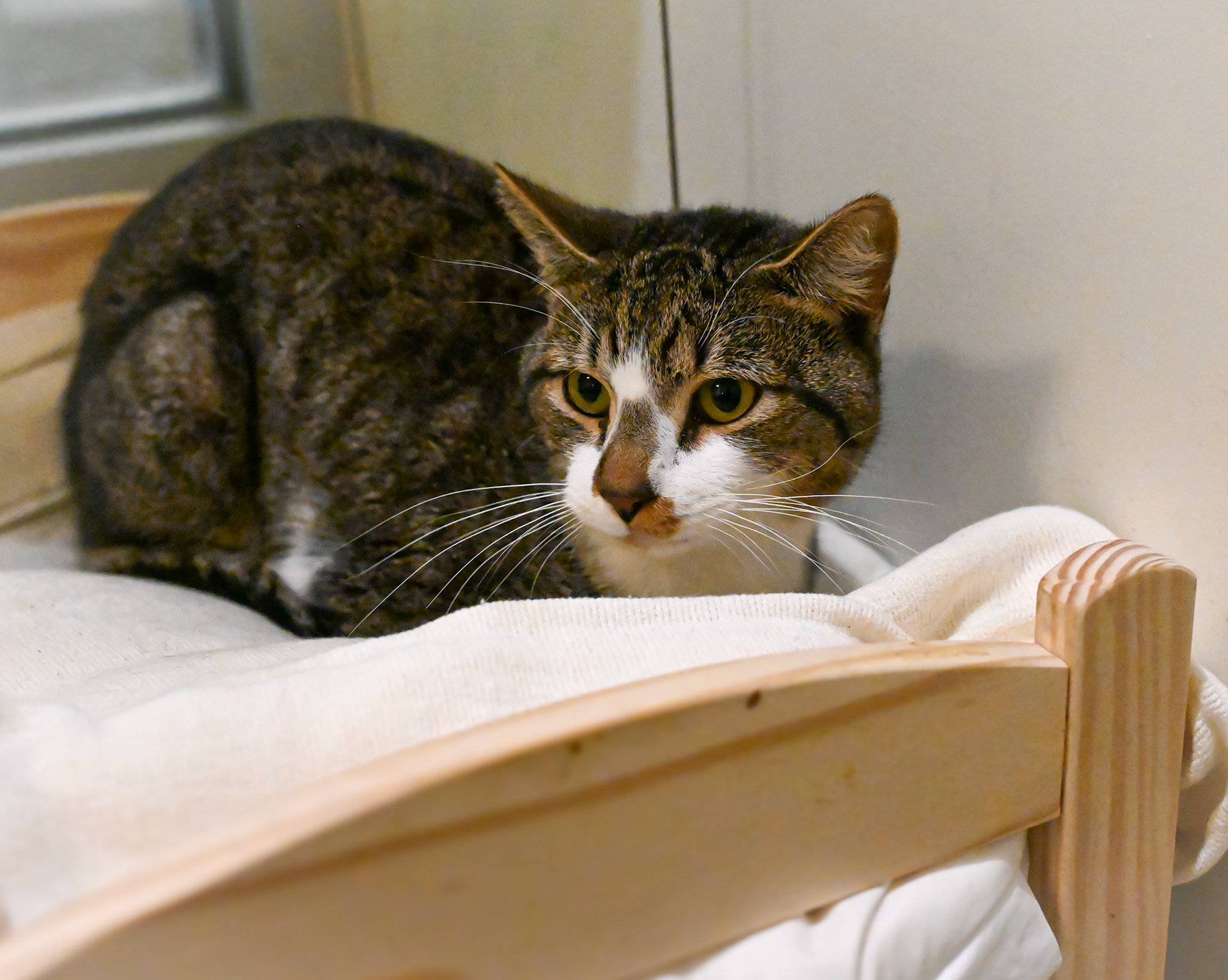 Taking pictures at the pet shelter to help the cats find a home.