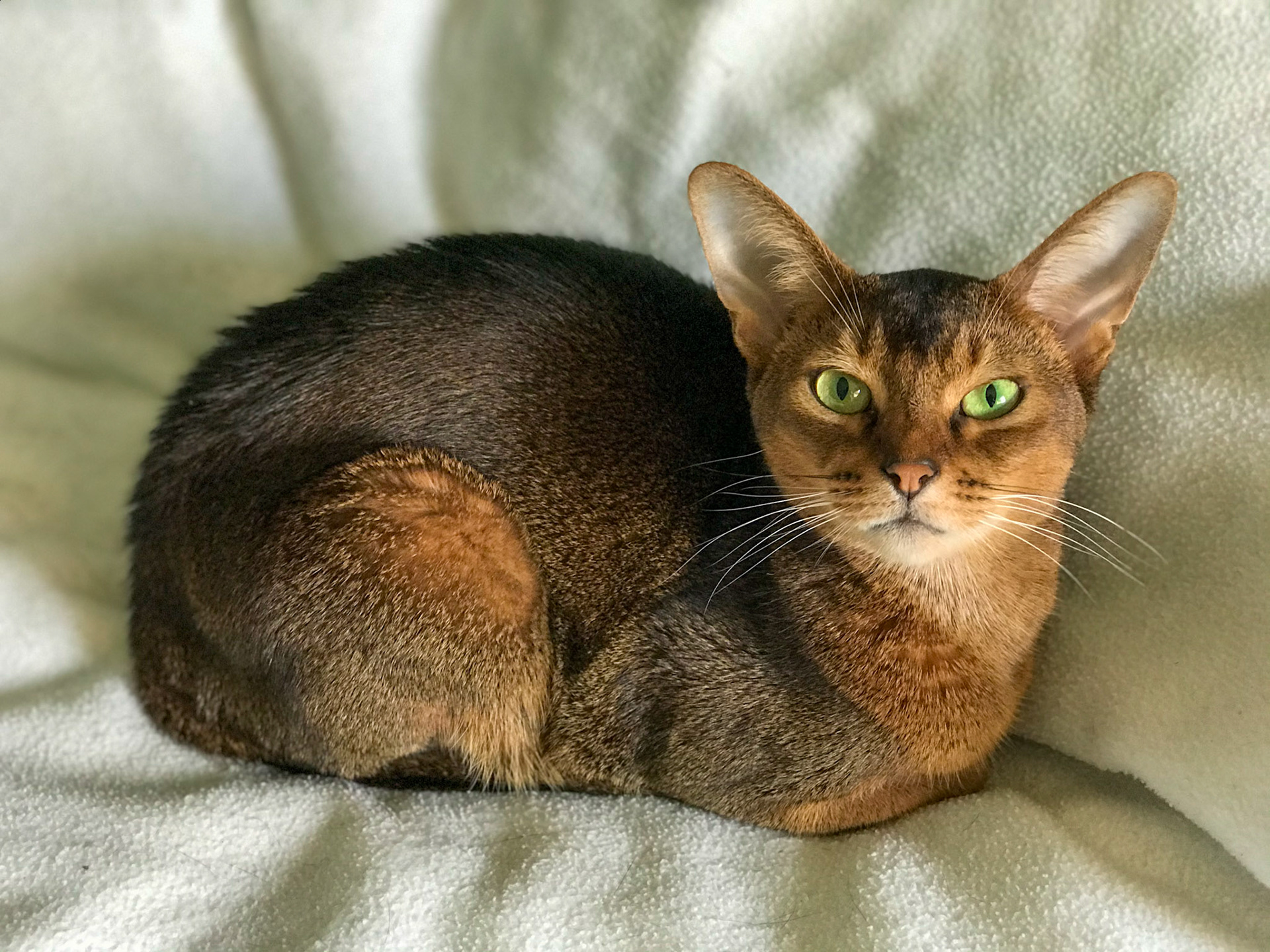 Rocco (my cat) showing off his beautiful green eyes.