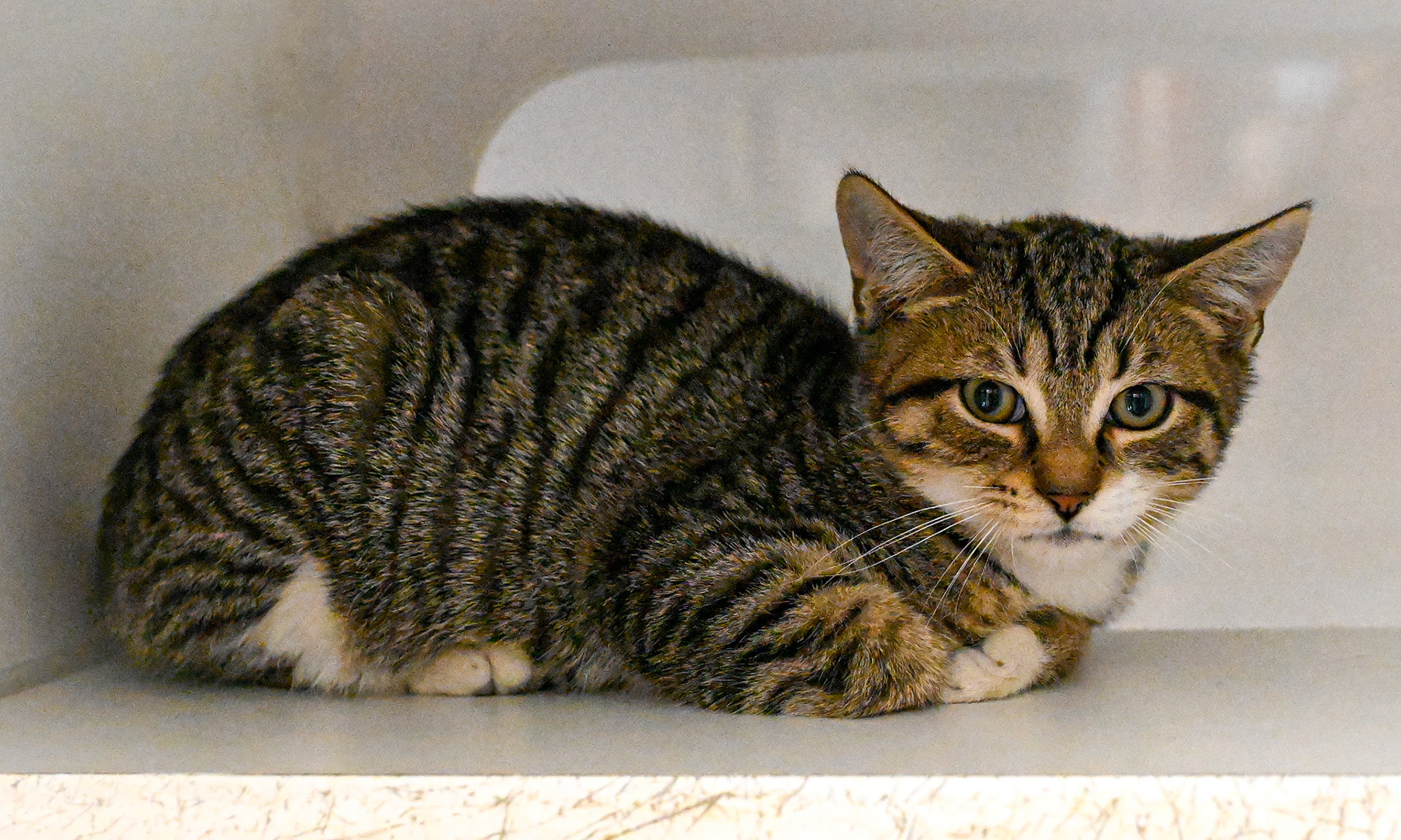 Taking pictures at the pet shelter to help the cats find a home.