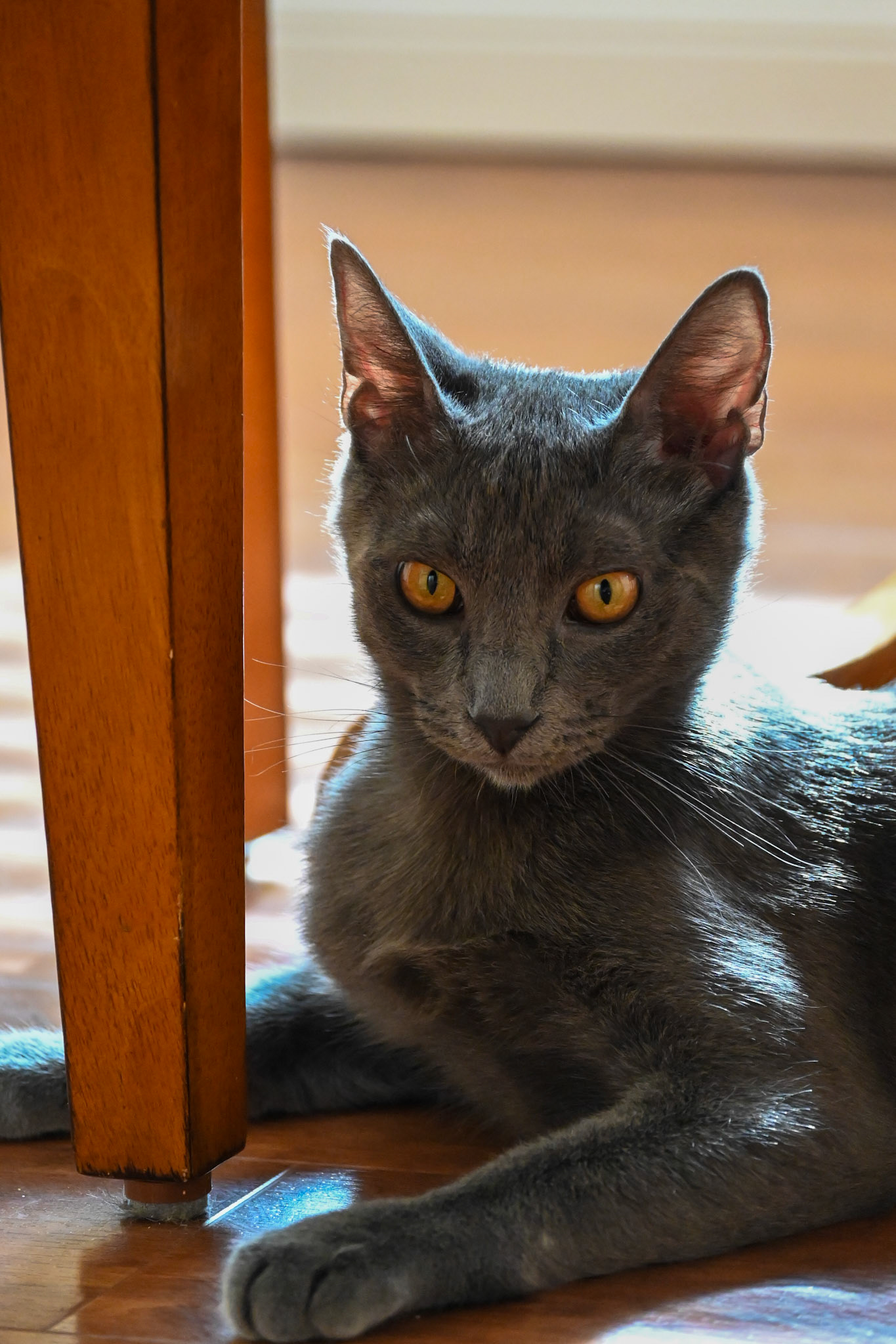 Blueberry (my cat) is always on alert.