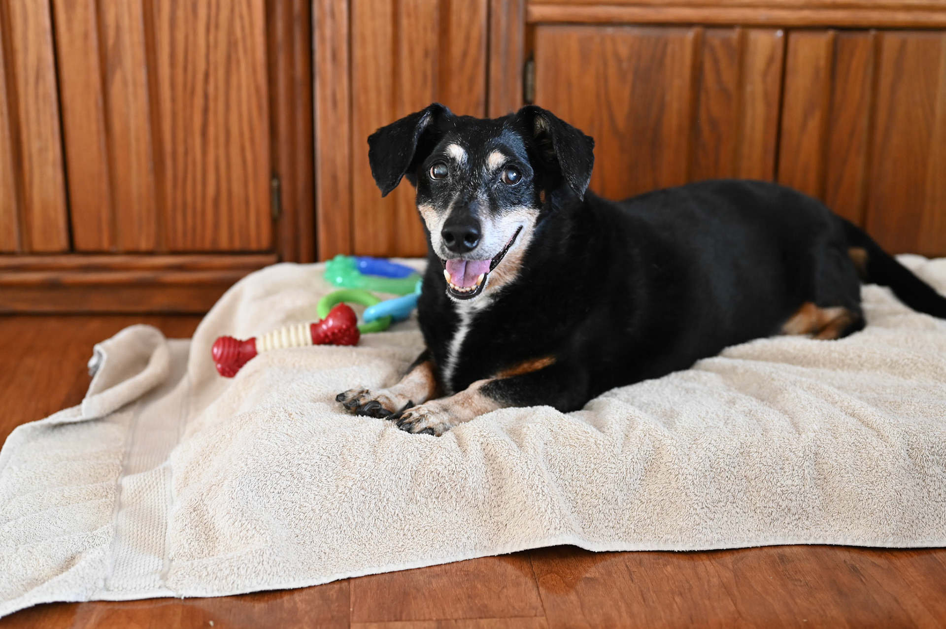 Biscuit (my dog) gathers all his toys and places them on his bed.