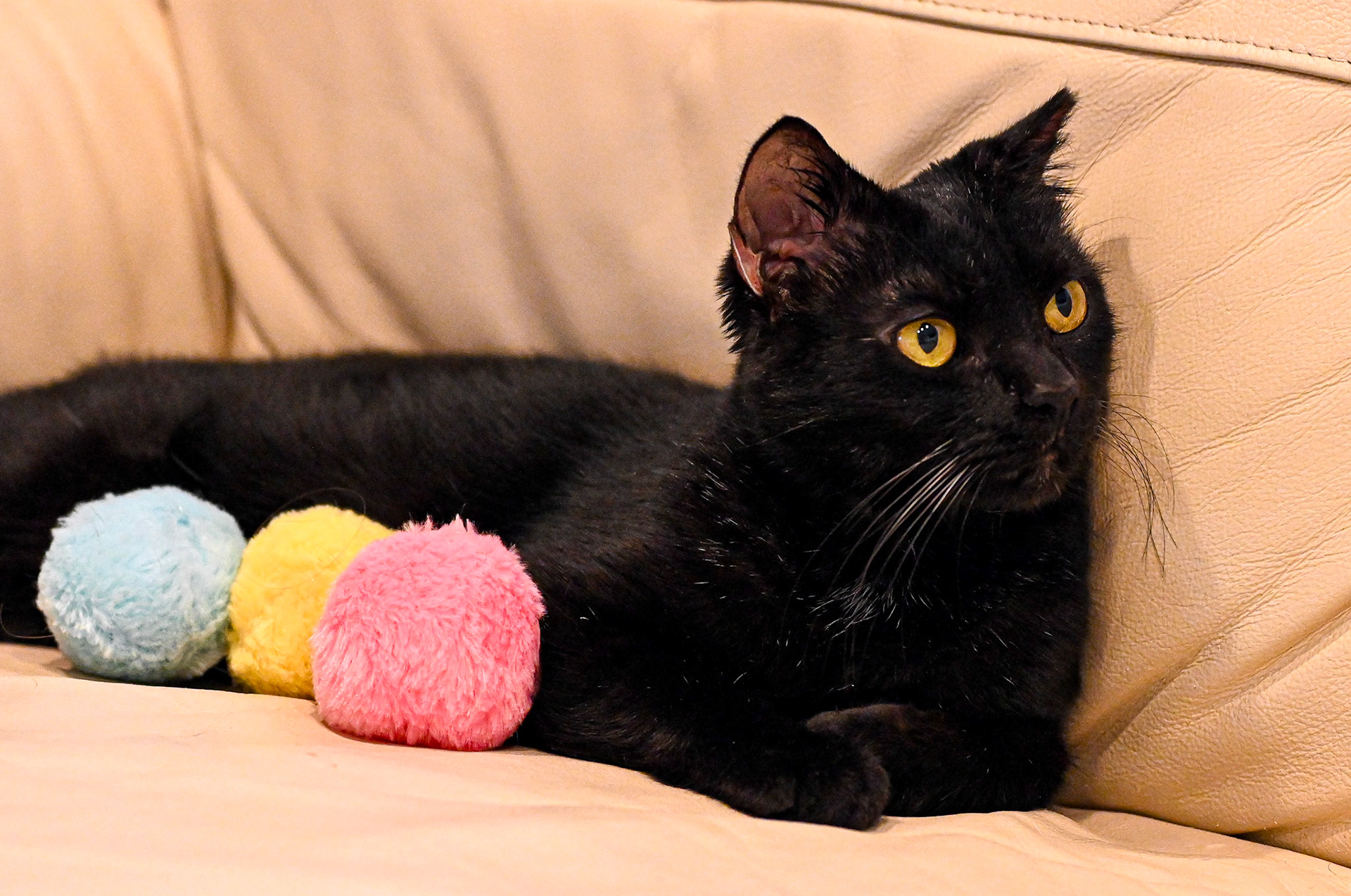 Blackberry (my cat) has beautiful whiskers. 