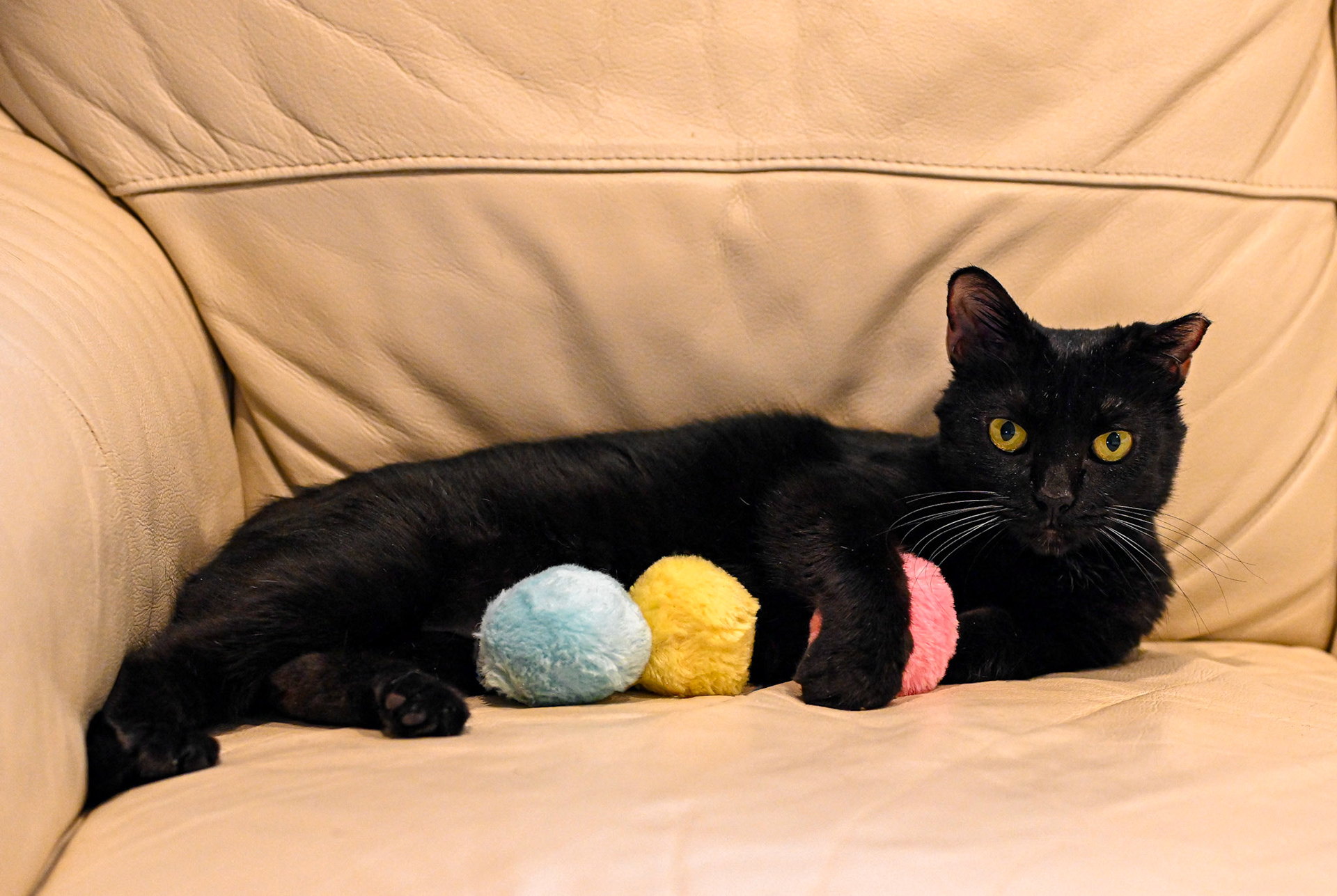 Blackberry (my cat) says “don’t touch my pink toy”.