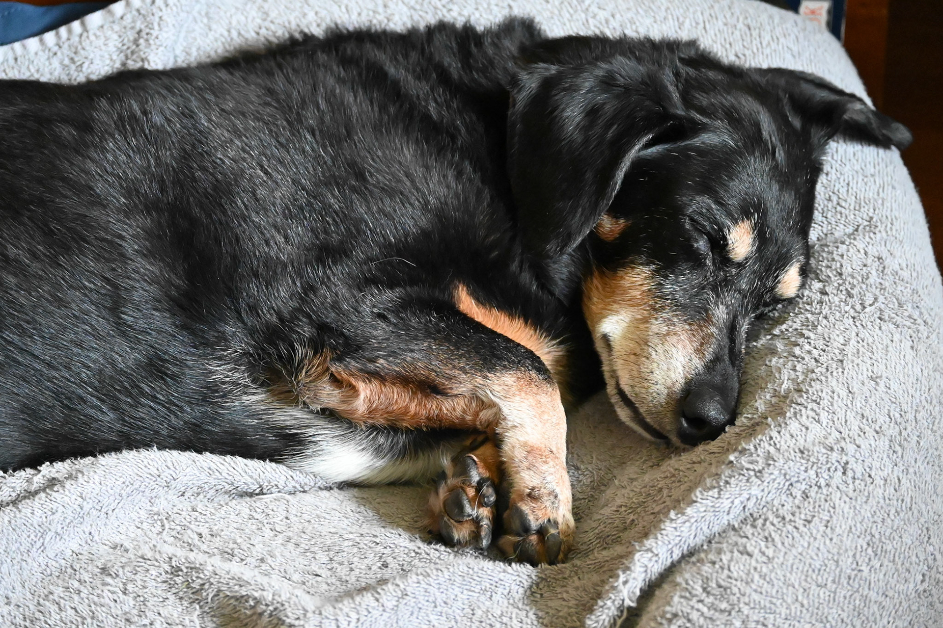 Biscuit (my dog) having sweet dreams.