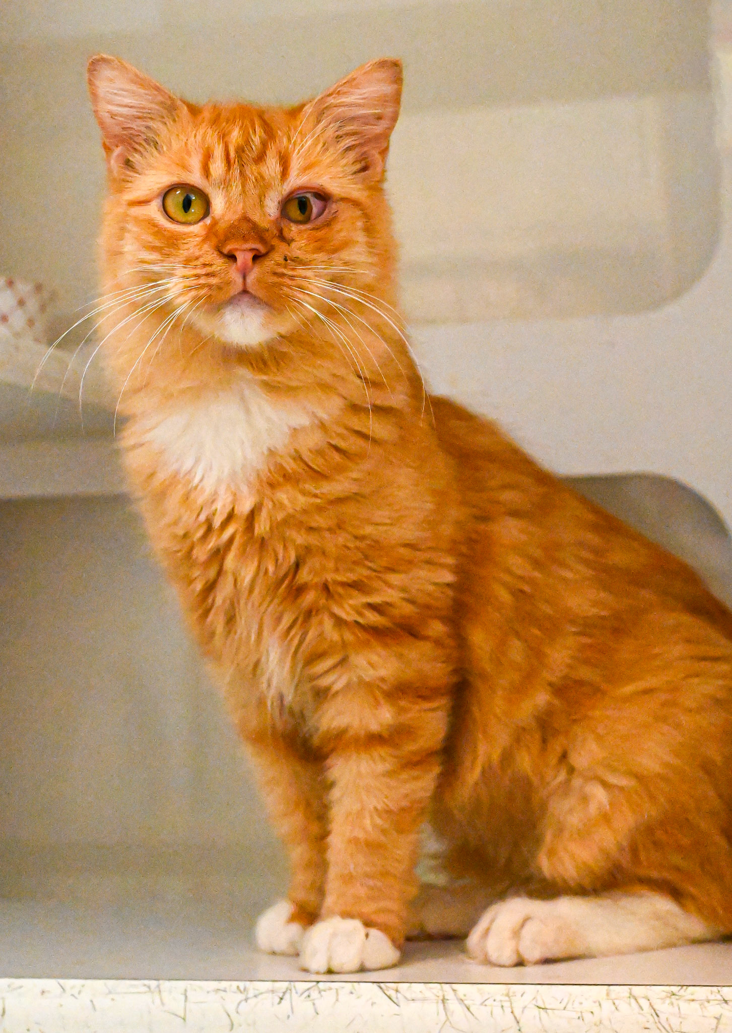 Taking pictures at the pet shelter to help the cats find a home.