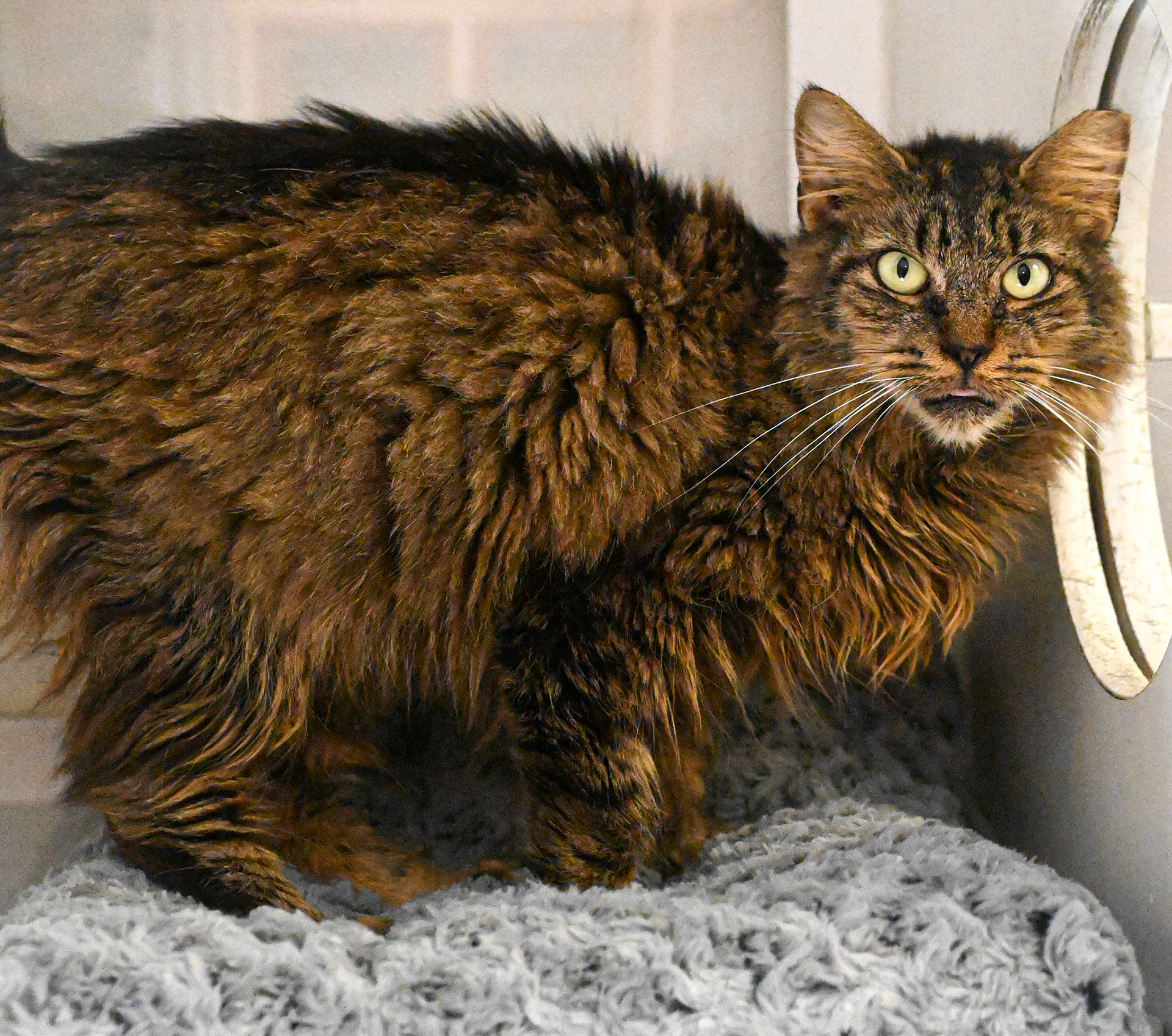 Taking pictures at the pet shelter to help the cats find a home.