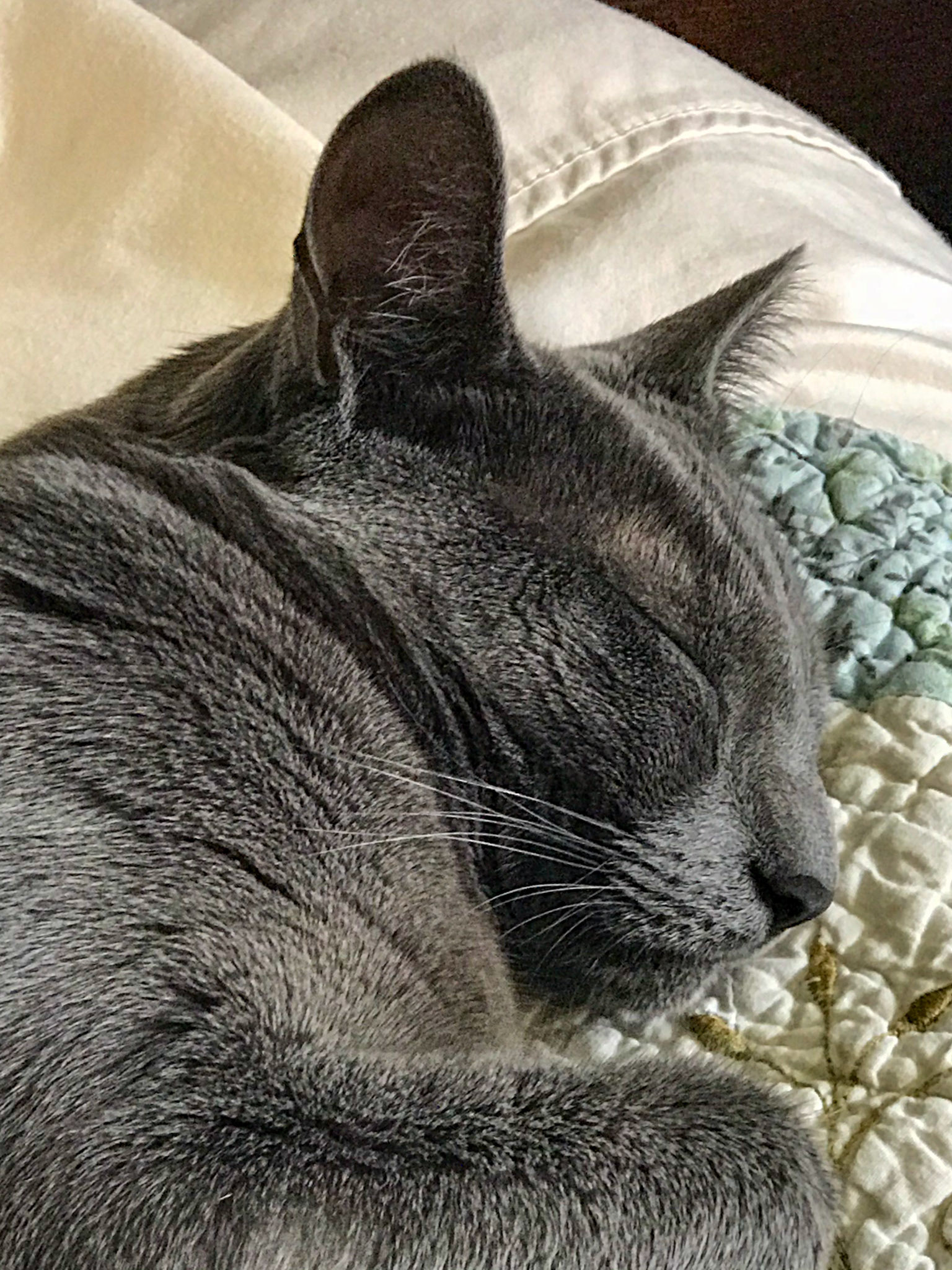 Huckleberry (my cat) loves his afternoon snoozes.