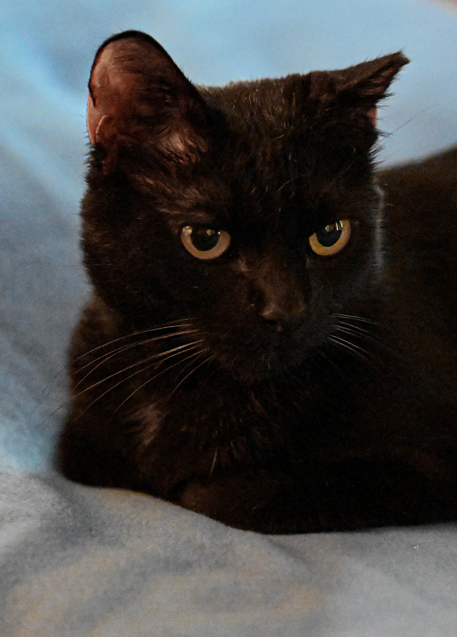 Blackberry (my cat) in deep thought.