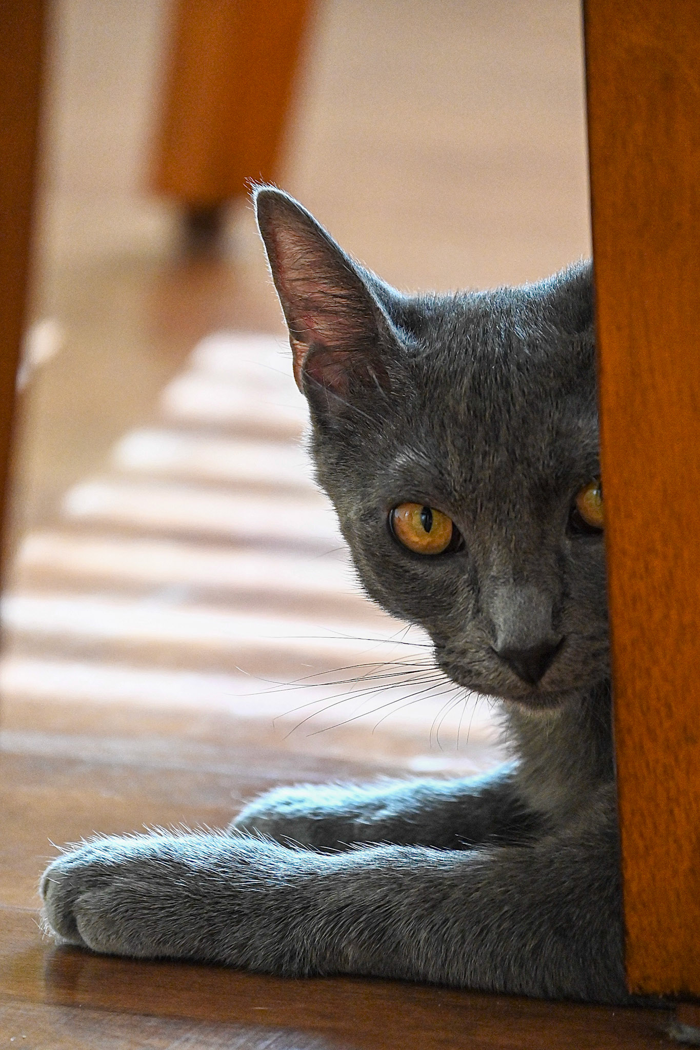 Blueberry (my cat) getting intel on the other cats.  She will rat them out for treats.