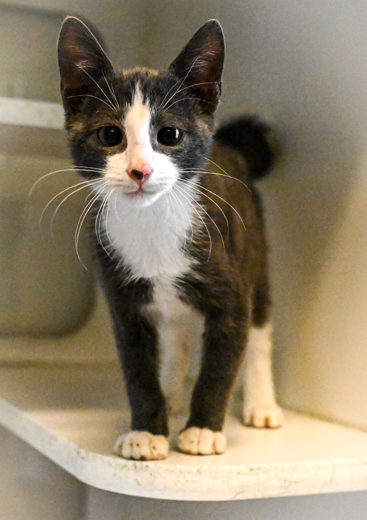 Taking pictures at the pet shelter to help the cats find a home.