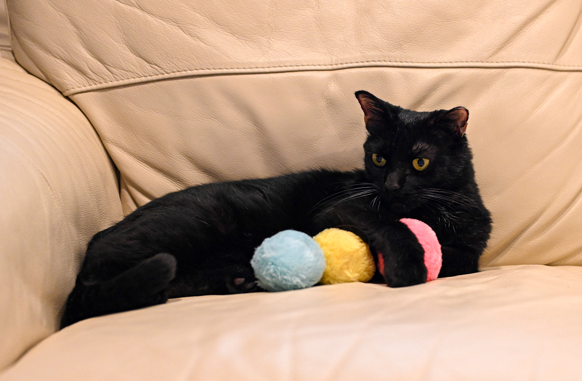 Blackberry (my cat) keeping tabs on her toys.
