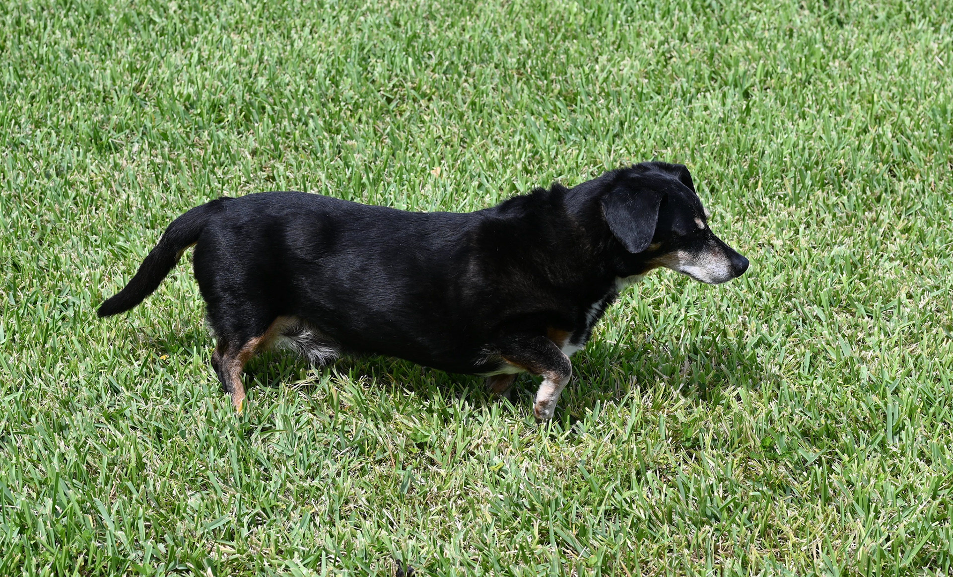 Biscuit ( my dog) pointing at something he see's.