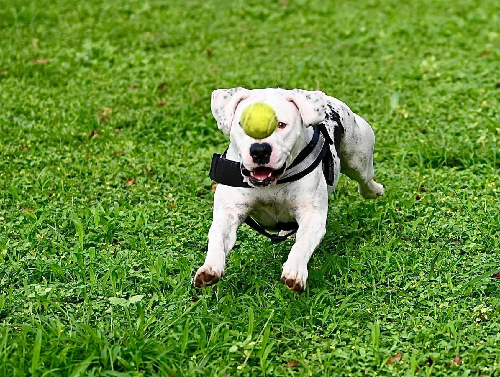 Taking pictures at the pet shelter to help them get adopted.
