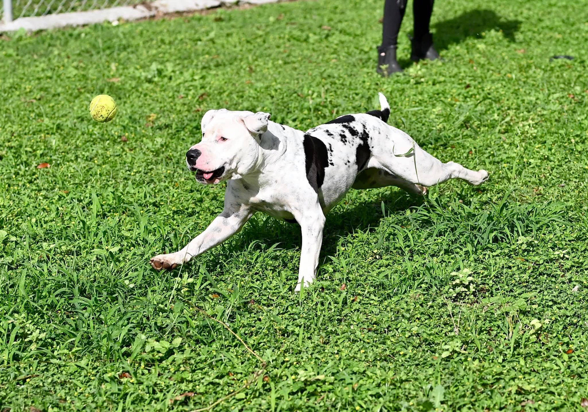 Taking pictures at the pet shelter to help them get adopted.