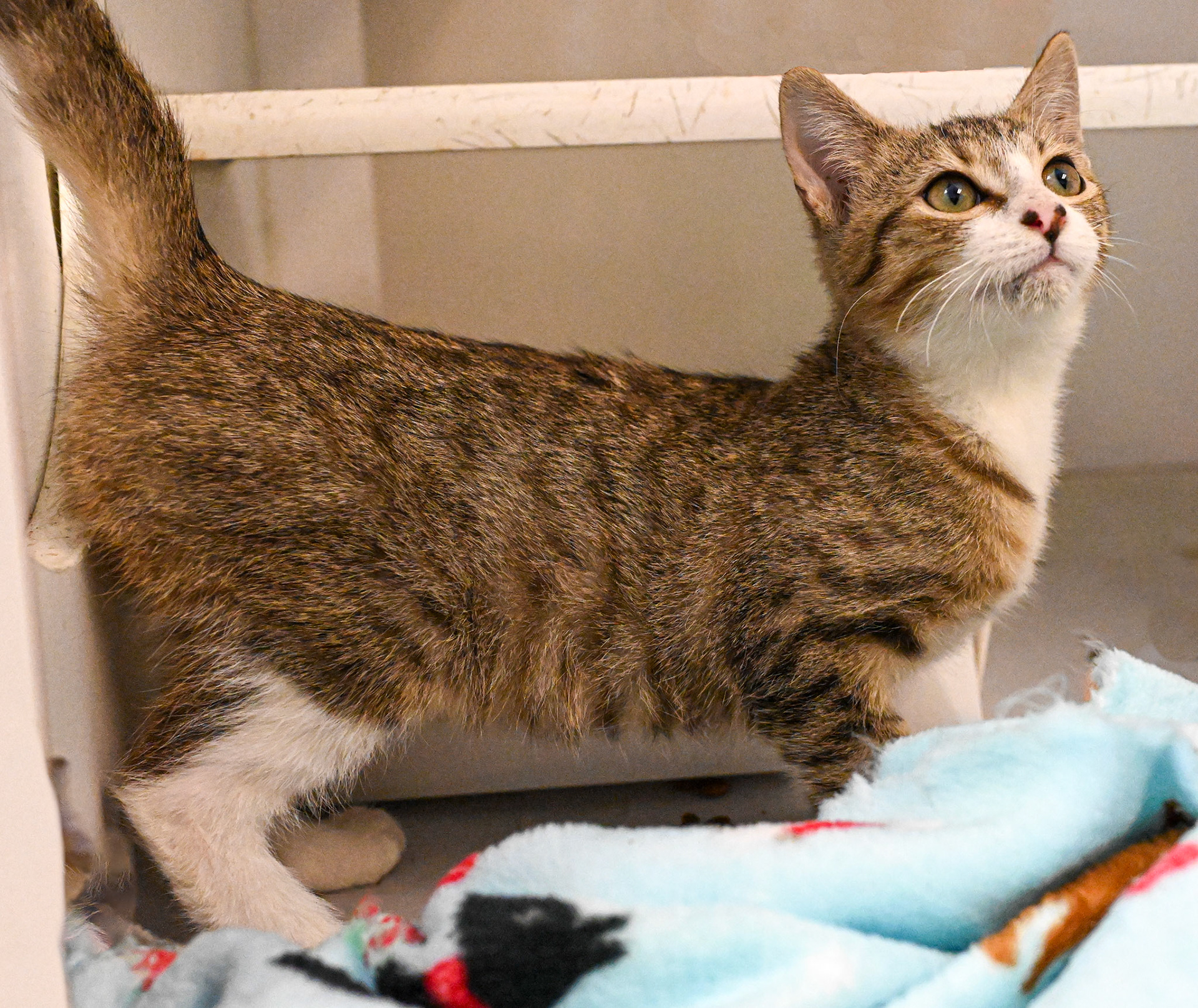 Taking pictures at the pet shelter to help the cats find a home.