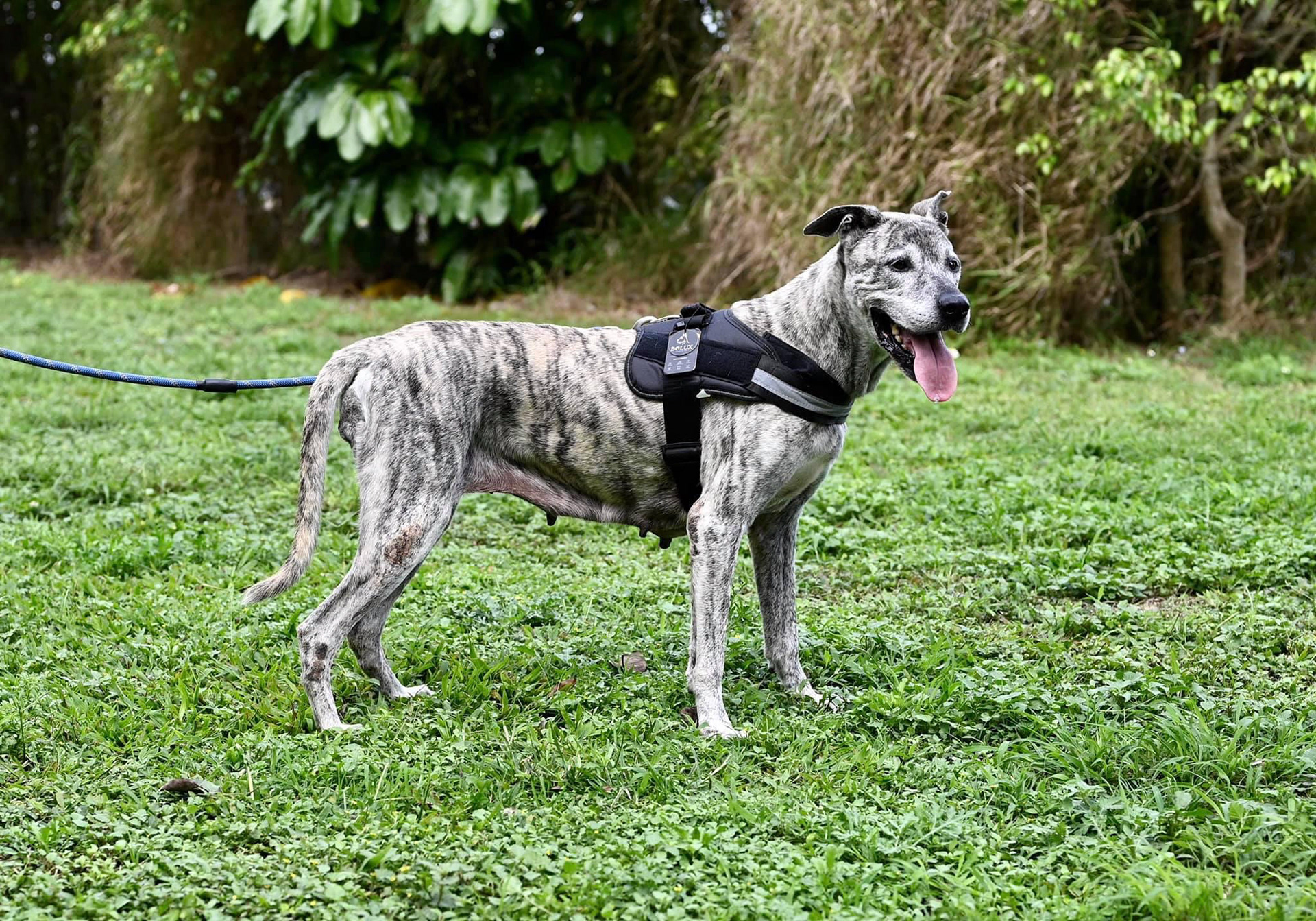 Taking pictures at the pet shelter to help them get adopted.