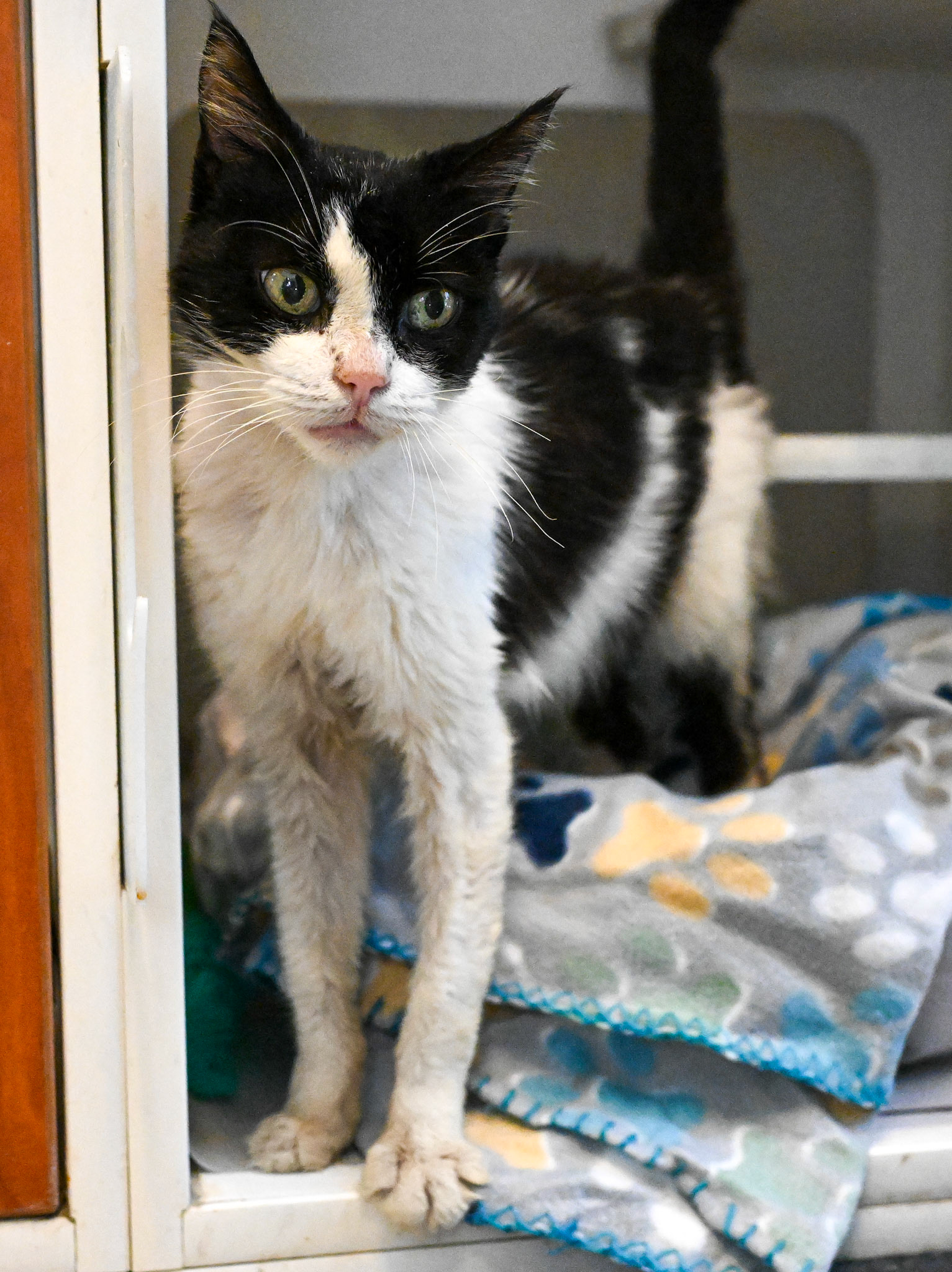 Taking pictures at the pet shelter to help the cats find a home.