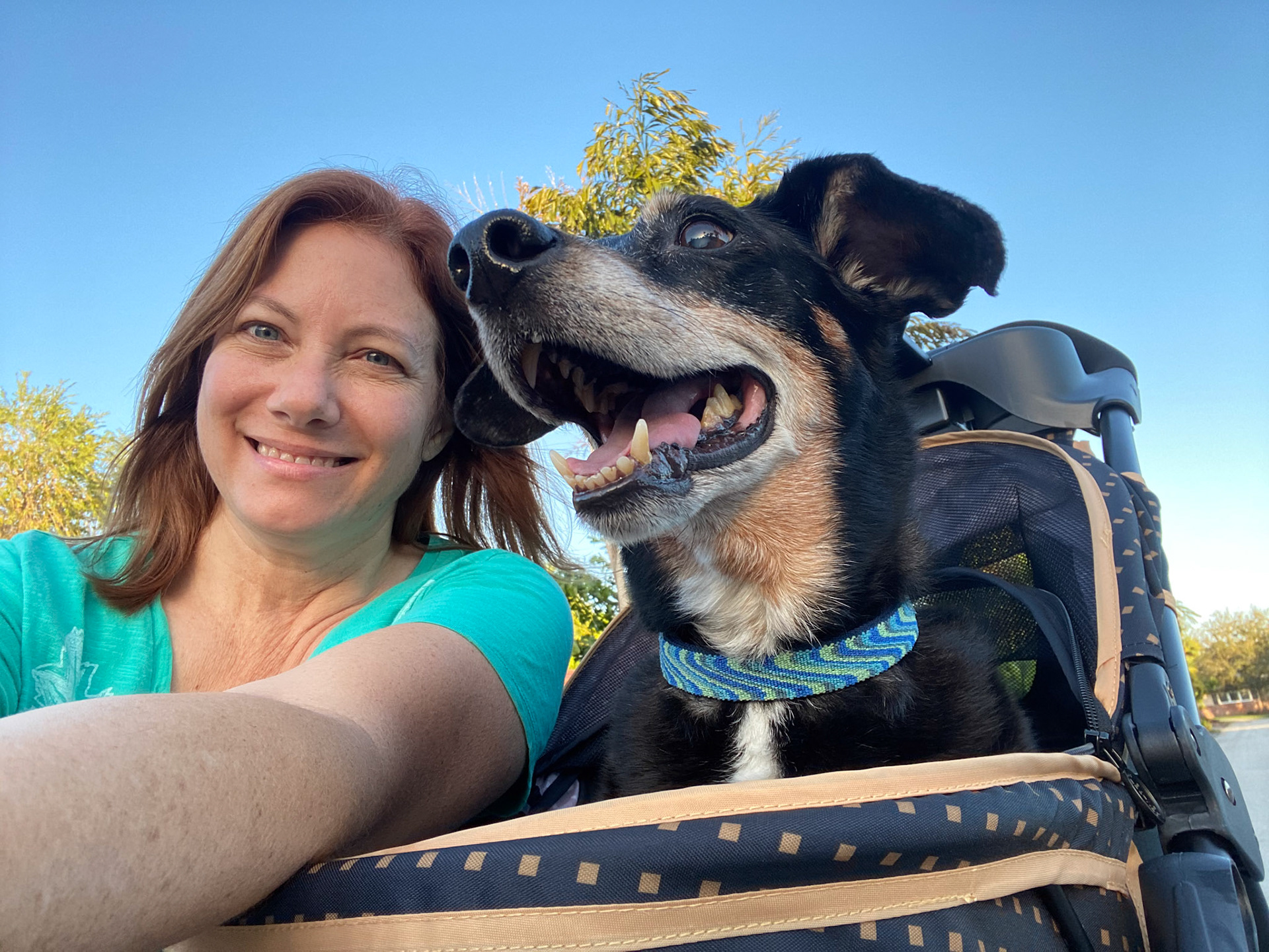 Biscuit (my dog) had a heart condition but enjoyed taking long walks in his stroller.