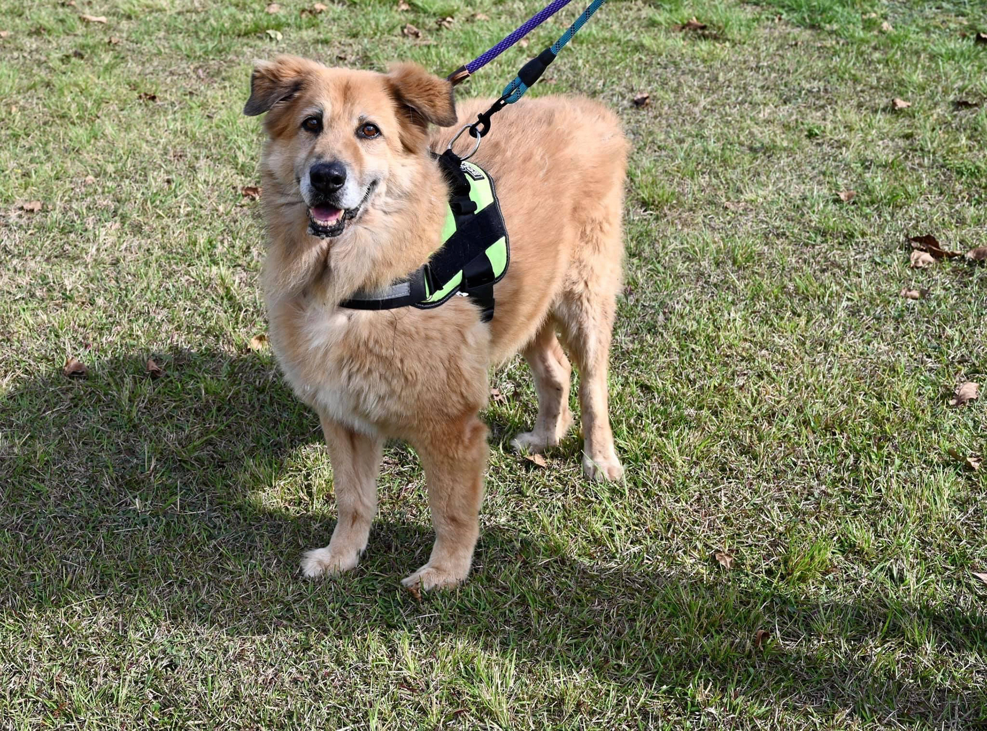 Taking pictures at the pet shelter to help them get adopted.