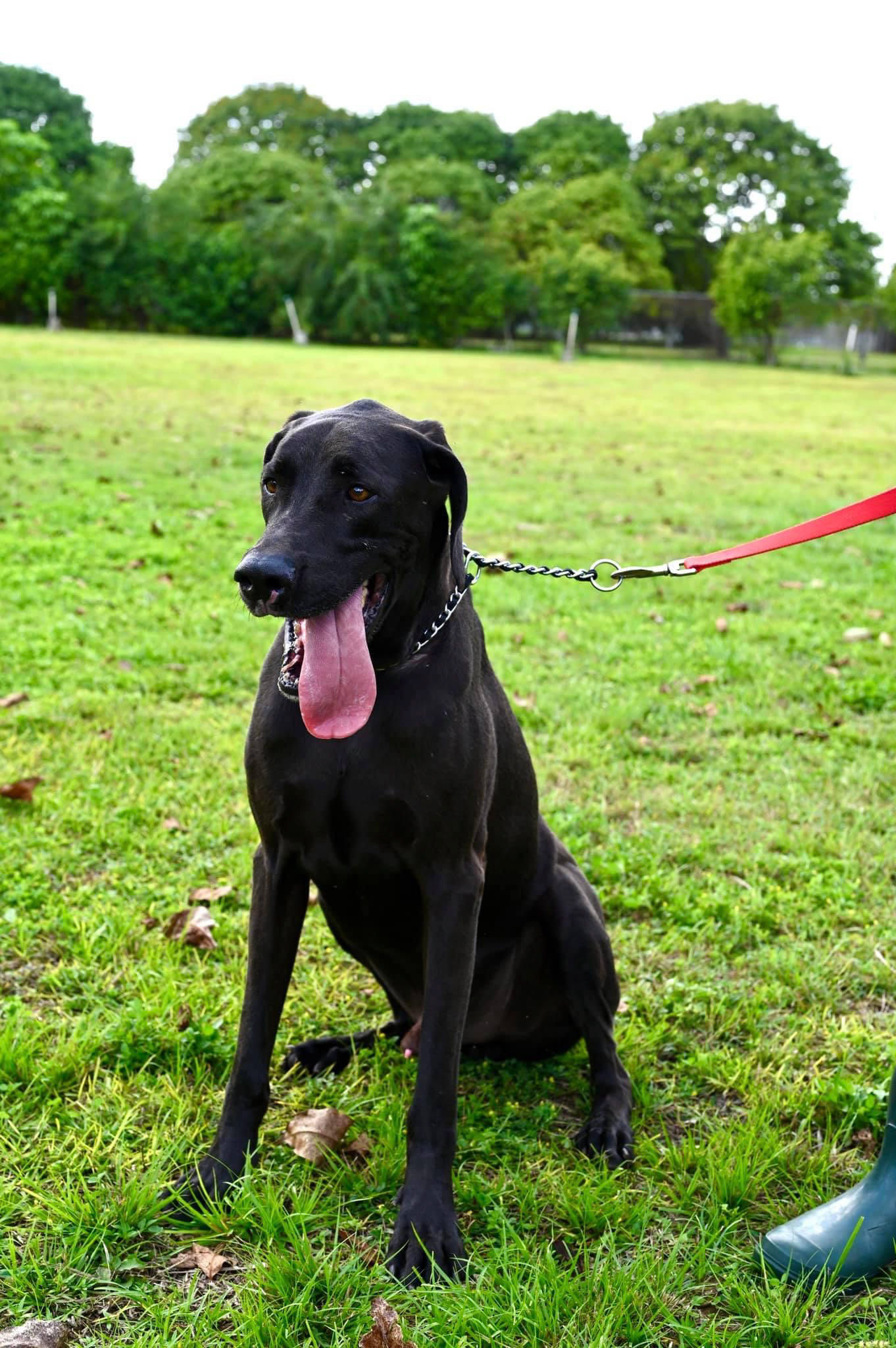 Taking pictures at the pet shelter to help them get adopted.