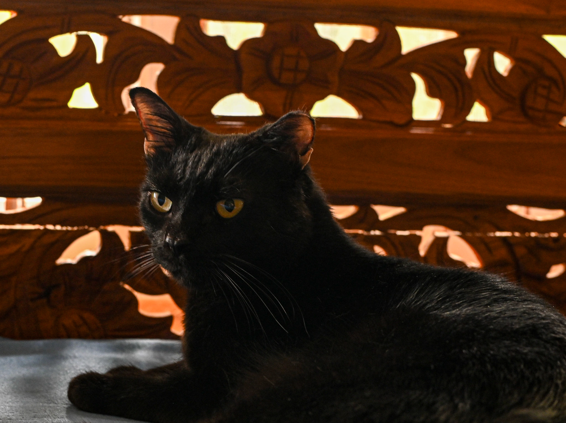 Blackberry (my cat) basking in the sun’s rays.